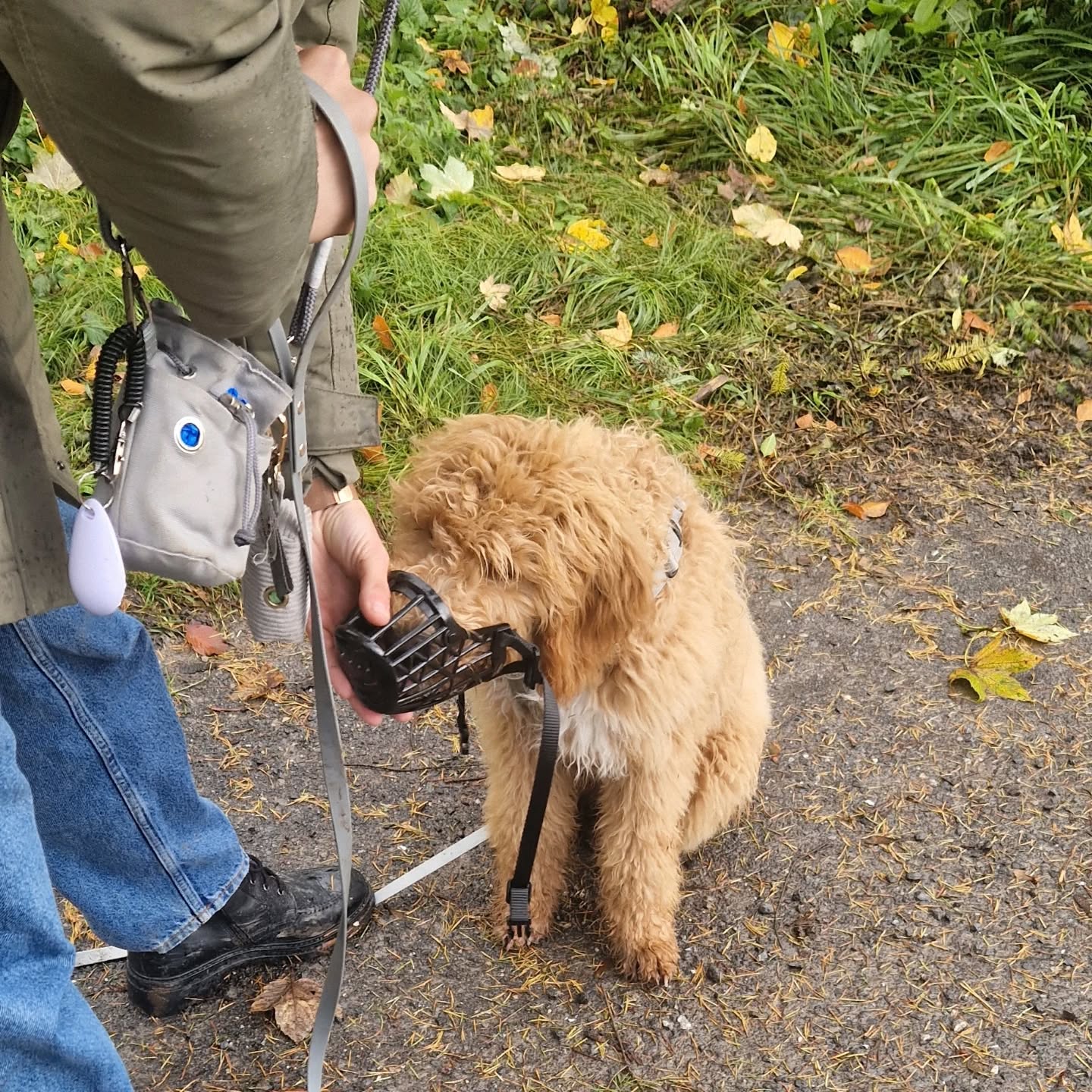 Junghundetraining mit Asenta 🐶🐕🦺
#hundetraining #junghundetraining #assistenzhundeschweiz #assistenzhundeverein #assistenzhund #gemeinnützig #vereinfürhilfshunde #vereinpawsandyou #pawsandyou