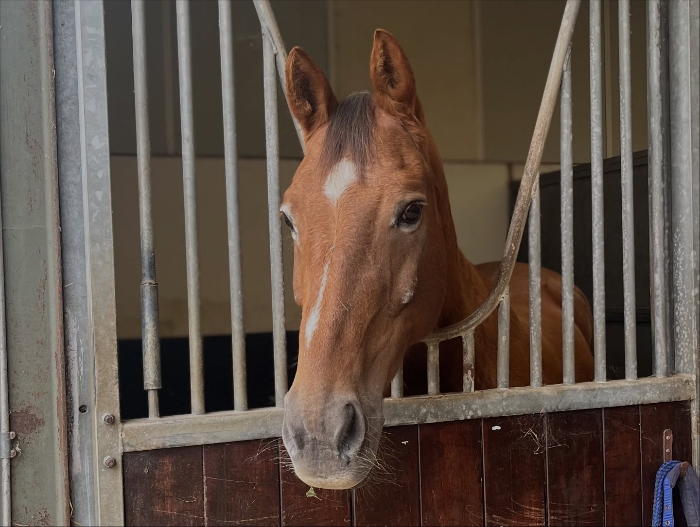 🧡 Meet Ginger! 🧡
This lovely boy arrived to us last week for rehabilitation livery after breaking seven ribs back in May 💔🩻.
He’s now starting his recovery journey on our water treadmill, rebuilding strength, balance, and confidence step by step.
The water treadmill provides the perfect environment to aid Ginger’s ongoing strengthening 💪🏼
💧 Allows gradual exercise without loading the ribs
💪 Builds strength and core stability
💨 Promotes correct movement and posture
We’re so pleased with Ginger’s progress already — every stride counts on his way back to full health 🧡
If your horse is recovering from injury or needs structured rehab, our Rehab Livery Packages offer expert care, tailored exercise plans, and state-of-the-art facilities.
📩 Message us to find out more or to book a stay!
#EquineRehab #WaterTreadmillTherapy #EquineHydrotherapy #RehabLivery #EquinePhysio #HorseRehab #EquineRecovery #HydrotherapyForHorses #TeamGinger
