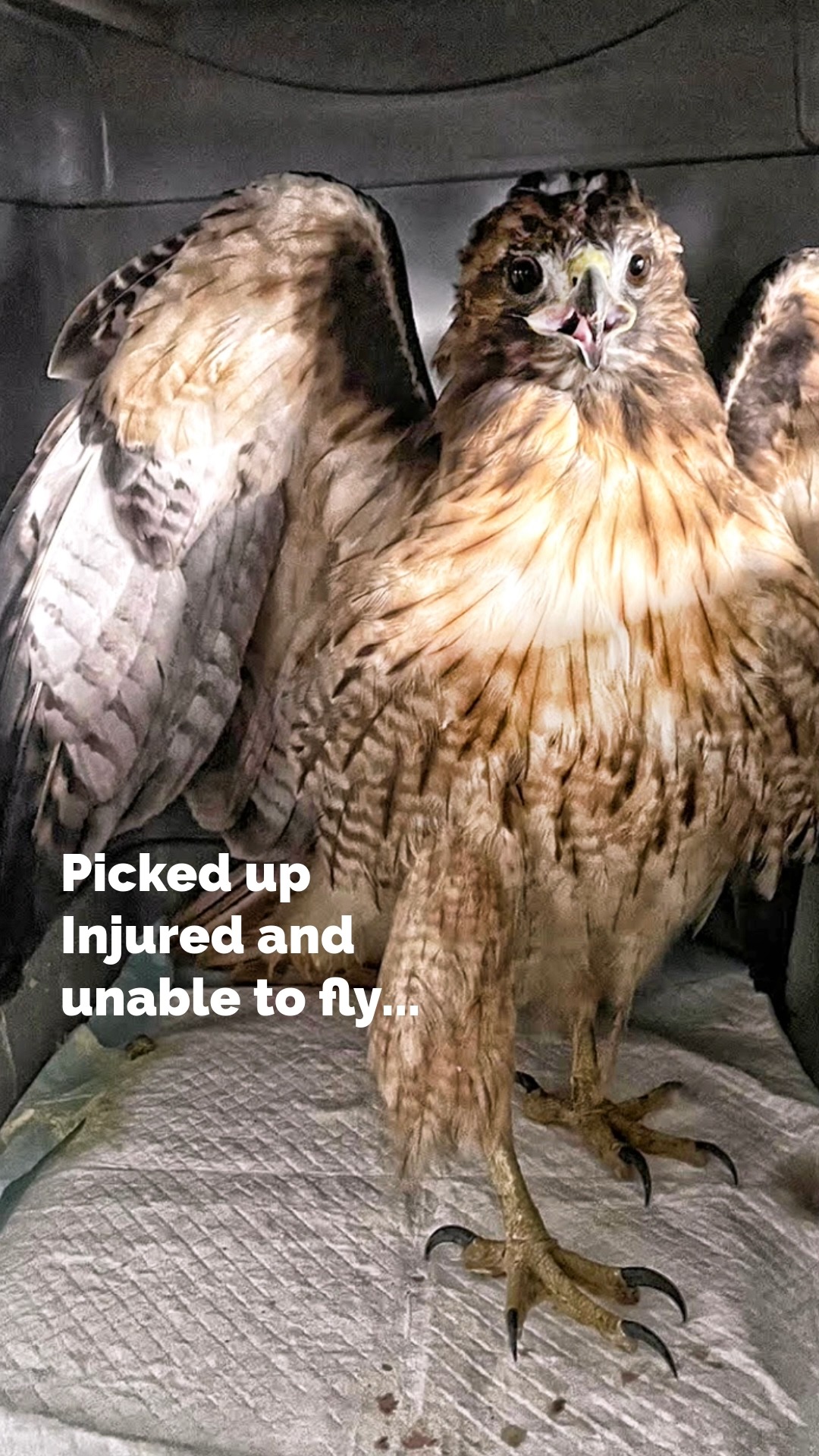 A Hawk’s Second Chance
This young red-tailed hawk was found on the ground at Mendoza Ranch, near WERC’s educational enclosures — too young to fly and with no nest in sight. We don’t know how it ended up there; maybe it fell from a distant nest or escaped a predator. It was exhausted and had some inflammation in its left eye, but with care and treatment, it made a full recovery.
After being hand-fed in our clinic, it learned to hunt and fly under the watchful eye of Wapeka, our resident hawk. Once it could soar confidently and hunt live prey in our 100-foot flight enclosure, it was ready for release.
Four months after rescue, we returned it to Mendoza Ranch, where it took to the sky beautifully. Later, we spotted three young hawks flying together — and we like to imagine one of them was ours, free and home again.