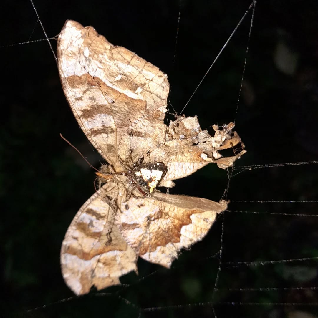 That butterfly had a bit of bad luck last night.