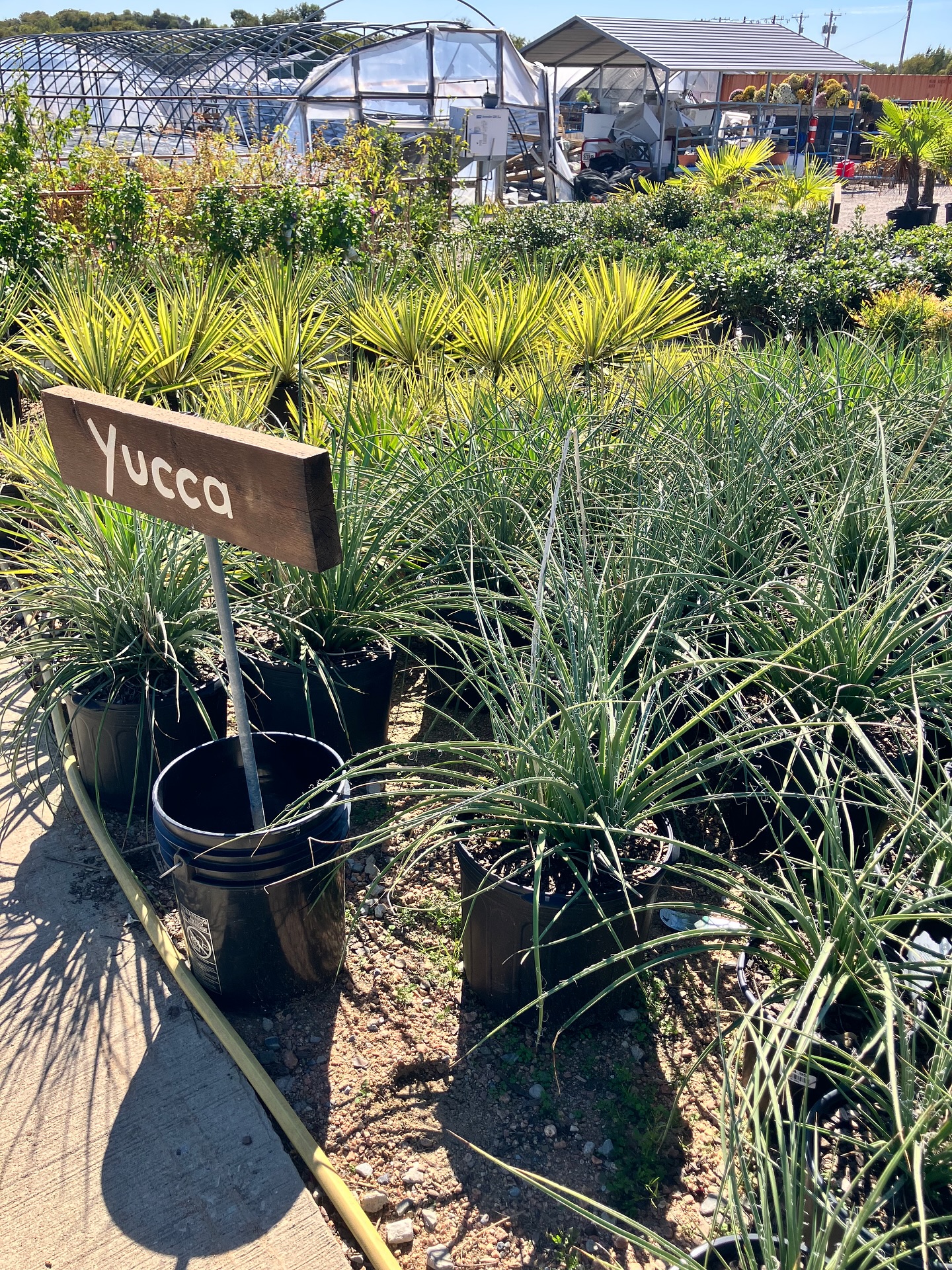 If you’ve lived in Texas for more than 5 minutes, you understand that water conservation is a vital part of our continued success here in our great state.
Today we highlight #droughtresistantplants as part of @npsot #texasnativeplantweek . We generally think of perennials like rock rose and Blackfoot daisies when talking about water wise plants, but our native trees like Cedar Elm and Red Oak are also excellent options. And of course the classics - yuccas, prickly pears, and Texas sage can round out your landscape when planning with drought resistant natives.
If there is one piece of advice I can give on #waterwisewednesday from decades in the nursery business, it is to WATER LESS. Your plants, your water bill, and your environment will thank you 🥰
#nativetexasplants #yucca #redoak #buroak #cedarelm #pavonia #texassage #homegrownplants #farmersvilletexas