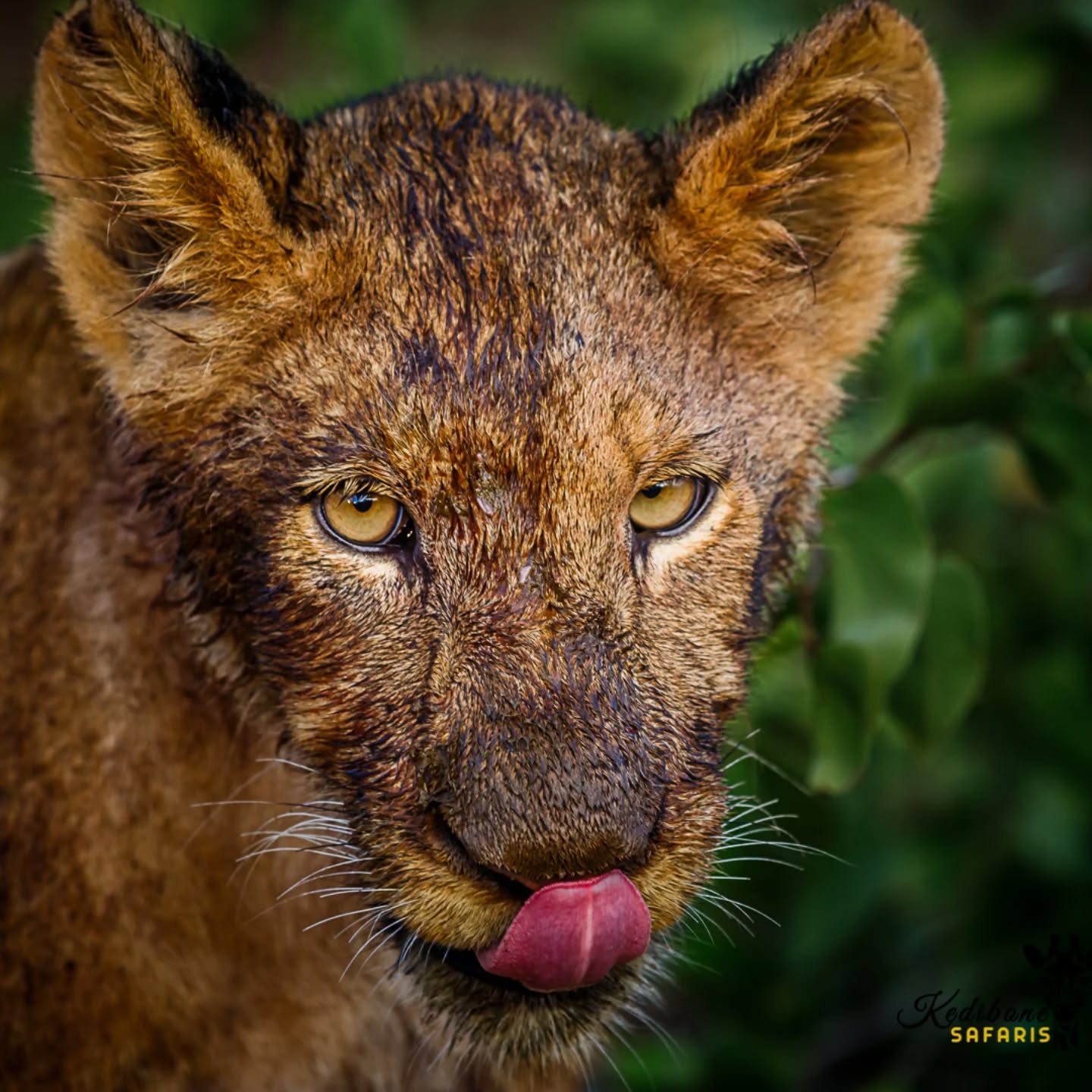 a Young male lion with the spirit of fire in his eyes...knowing he is going to become a king one day π¦πΎ
Follow:π
@kedibone_safaris
#lions #bigcats #big5 #malelion #krugersafari #naturewildlifephotography #specialmoments #kedibonesafarifamily #krugernationalpark
#bestsafaribyfar #gamedrives #wildlife #wildlifephotography #wildlifelovers #nature #natgeowild #besttimeever #wildographydudette #safariphoto #phalaborwaco #Africa #southafrica #girlpower #wedotourism #ilovesouthafrica
@krugernationalpark @phalaborwa.co.za @renataewaldwildlifephotography @meetsouthafrica