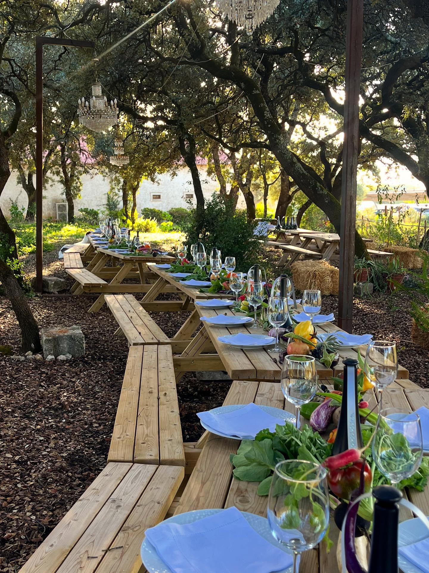 We were happy to be part of @theearthsource launching event ๐ฟ
Together with @vividfarmsofficial @restaurant.sem @sighlab
We are even happier to see the movement of #food, #agriculture and #health growing in Portugal ๐ณ
#onehealth #foodismedicine #foodasmedicine #agroecology #regenerativehealth #regenerativeagriculture