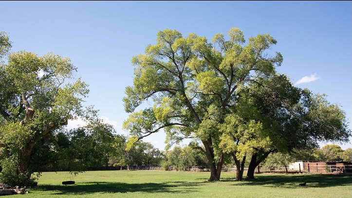 🌳 Rooted in Heritage, Growing with Heart.
At Red Horse Bnb, our land tells stories—of generations that worked the soil, shared meals under cottonwood shade, and built community through care. Here, history isn’t just remembered—it’s lived every day. 🐴🌾
#RedHorseBnB #NewMexicoHeritage #AlbuquerqueRoots #FarmStay #HistoricRanch #ClassicNM #CottonwoodCountry #RedHorseLife #NewMexicoSun