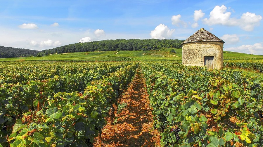 🍷Il Domaine Germain è una piccola azienda a conduzione familiare situata a Saint-Romain, nel cuore della Côte de Beaune. I vini bianchi sono caratterizzati da finezza e precisione aromatica, mentre i rossi rivelano eleganza, equilibrio e profondità.
Tra i rossi spicca il Pommard, vino di carattere che si distingue per intensi aromi di amarena, sottobosco, spezie e violetta, sostenuti da una trama tannica importante ma elegante, ideale per un lungo invecchiamento.
L’ABUSO DI ALCOL È PERICOLOSO PER LA SALUTE, CONSUMARE CON MODERAZIONE.
#vino #vinfrancais #frenchwine #vinoitalia #degustazione #finewine #amoredivino #wineexperience #vinsdefrance #luxurylifestyle