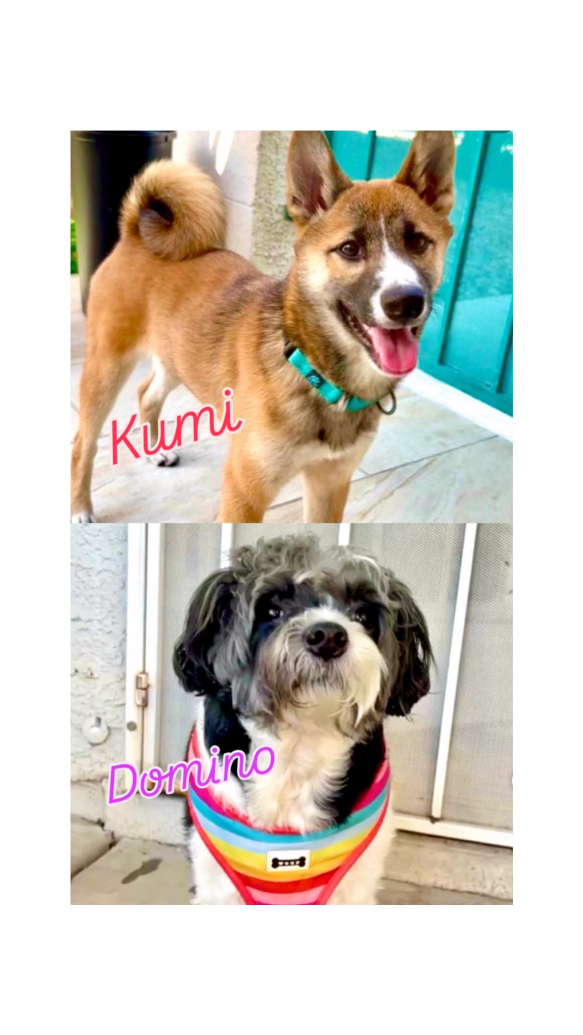 Kumi & Domino 💓
Double the fun with Kumi & Domino over the weekend! These lovable girls are available for adoption through @kissmypawsrescue and are sure to bring joy to their future families. Get in touch with KISS My Paws to learn more about making Kumi or Domino yours 💕
#abetterpetdogtraining #kissmypawsrescue #adoptme #adoptabledogs #dogreels #adoptdontshop #mustlovedogs #explore #fypシ #dogboardinglasvegas #dogsoflasvegas #vegasdogs #fureverhomewanted #Kumi 🩷 #Domino 🖤
