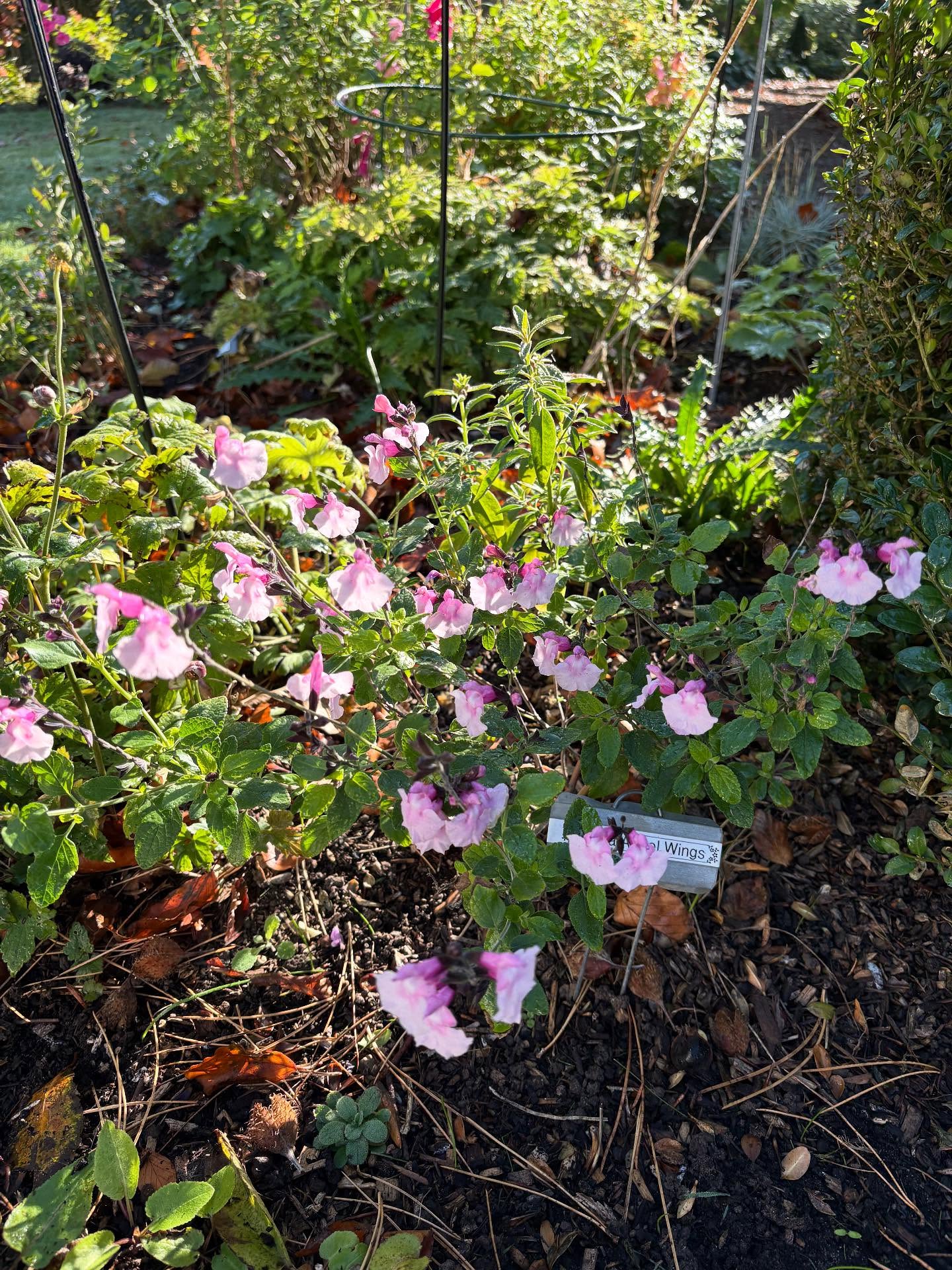 Amazing year for my lovely salvias, all in full bloom now having had some rain and a little time. Well worth lifting them over winter or taking cuttings to continue the collection. I can’t resist! We also planted a new tree Hoheria Sextylosa ‚Snow White’ after removing all the previous ‚damp loving‘ plants. Picture 5 is Aster Monch with Helenium Lemon Queen. Gardening for a changing climate in action. #gardenersofinstagram🌱 #salvias