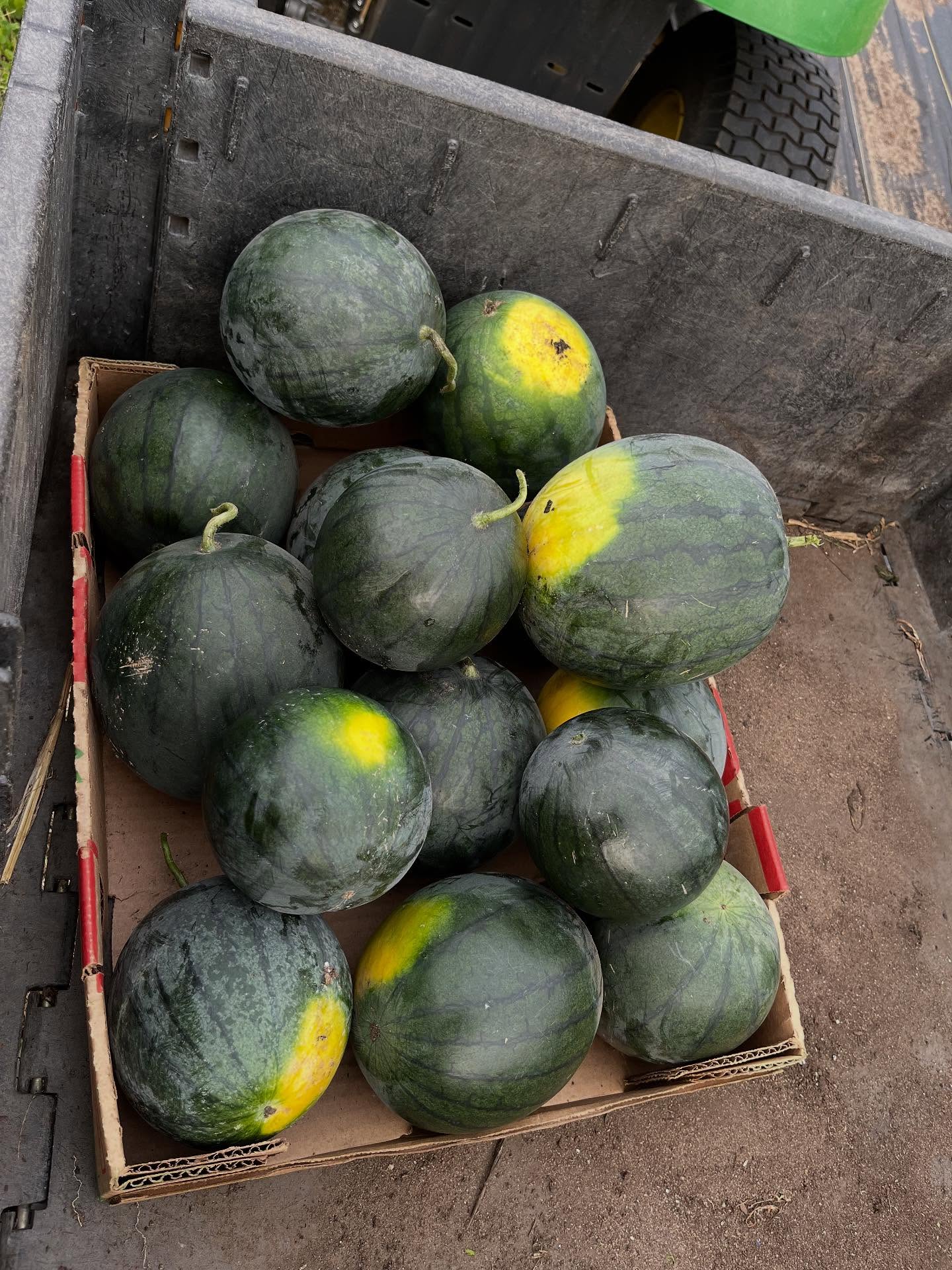 These mini watermelon were seeded in the high tunnel after soaking on 7/14. They are Natsu Cocoa. 65 days to maturity on average! That’s why I got them. One more attempt to have watermelons since so many didn’t come up in June. Johnny’s catalog says “exceptional sweetness”.