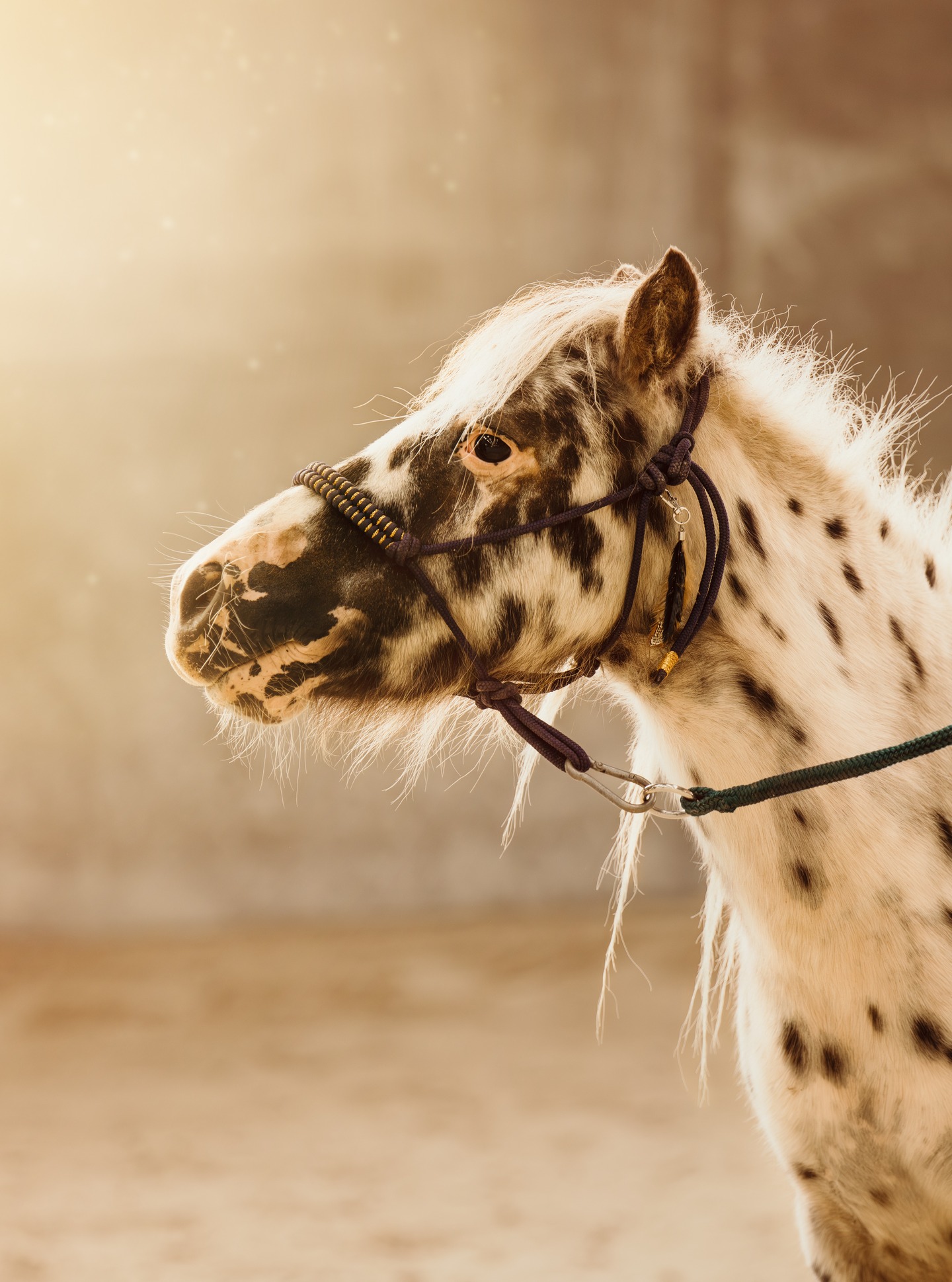 Chaque cheval a son histoire, sa personnalité, sa manière d’entrer en connexion avec nous.
Ce petit modèle au pelage tacheté m’a offert un moment suspendu, baigné dans une lumière presque magique ✨
#photographeequestre #portraitcheval #lumièredusoir #chevauxdecoeur #equinephotography #photographeequine #instacheval #cavaliers #passioncheval #goldenlight