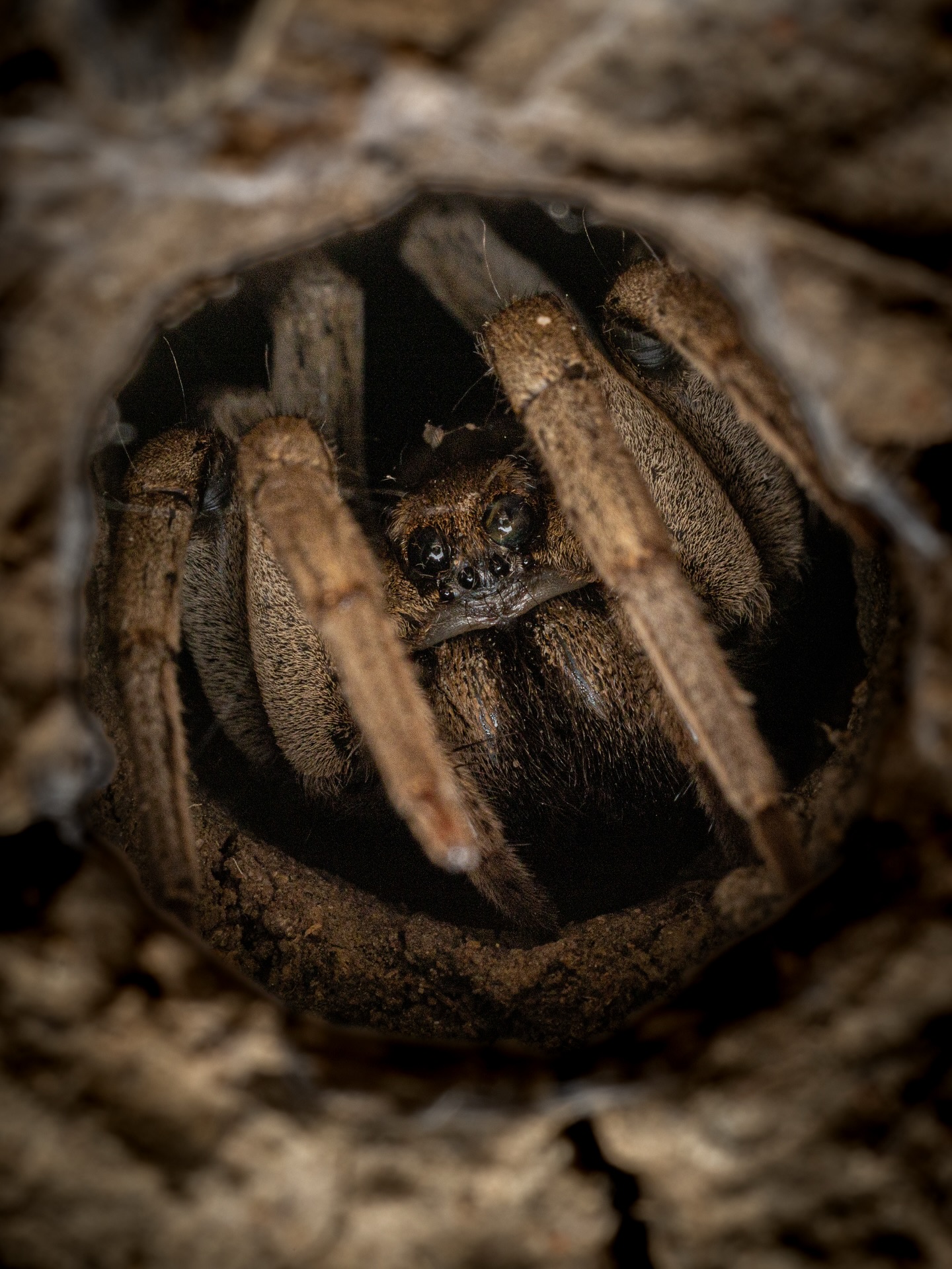 Would ya look at this little fella! 🕷️ Eight legs of pure efficiency — the bush’s quietest predator and under-appreciated roommate. Basically an eight legged puppy. He’ll only bite if you play rough with him, he won’t bark, doesn’t beg or fetch either. Basically a self-feeding, self-walking, pest-control legend.
#ausgeo
#natgeoyourlens
#wildlife #wildlifephotography
#macro #macrophotography
#australia #macrophoto #wolfspidersofinstagram
#wolfspider
#naturephotography
#cygnustechdiffuser
#canonr5markⅱ #canon #rf100mmf28lmacroisusm
@canonanz @canonaus @canonanzpro