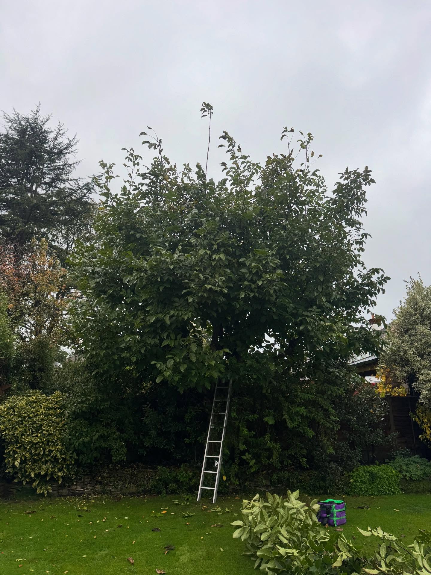 Small walnut reduction today in Sutton 🌳✂️
#Arborist #walnuttree #snippysnipsnip #crownreduction
