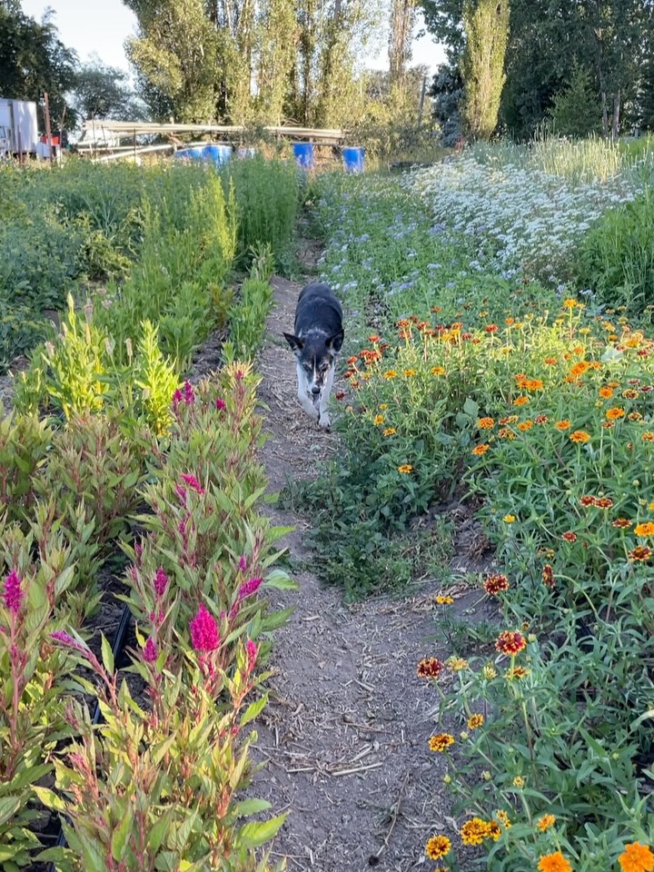 Yesterday we gave our last kisses to our constant companion of almost 12 years, sweet Zoe. š What an absolute gift and privilege of a lifetime to have known and loved this gentle, playful, wicked smart girl of ours. People would always comment on her expressive eyes, something about them you couldnāt put your finger on, like she was really *seeing* you. I cherished when Iād be out in the field and glance down the row and there sheād be, gently making her way through the plants to come be with me for a quick moment of love, a quick pause in the hustle to soften and recalibrate. She loved to bring us random vegetables to launch for her. She is laid to rest at the farm in a peaceful spot in the back hedgerow with great views west, tucked in with a proper fetch stick and a bouquet of marigolds. Oh Zoe, such a void you leave in our hearts. Rest in peace, sweet girl. ā¤ļøš