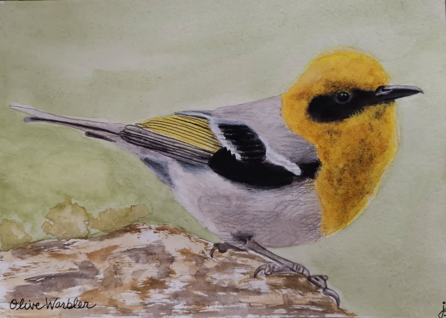 Acorn warbler
Day 24 #Birdtober2025 #birdtober
This year I'm using watercolor, neocolors II, pastel and pencil crayons, charcoal, and gelly roll pens. Whatever floats my 🐦
I'm working on Clairefontaine watercolor paper 5.8x8.3" (A5) cold press paper.
@aholmesartstudio #ilovebirds #bird #birdartist #birdart #birddrawing #birdpainting #birdillustration #birdnerd #birbs #painting #drawing #illustration #birdchallenge #watercolorart #watercolorpainting #pencilsketch #fabercastell #clairefontainepaper