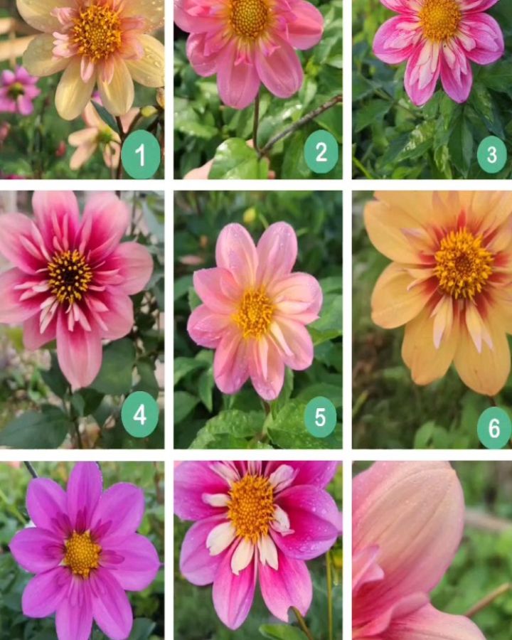More collarette blooms every morning, and now we have to pick favourites (impossible, right?). Which one would you keep? đ
If you want this problem next year, follow us for our seed sale announcement. đ