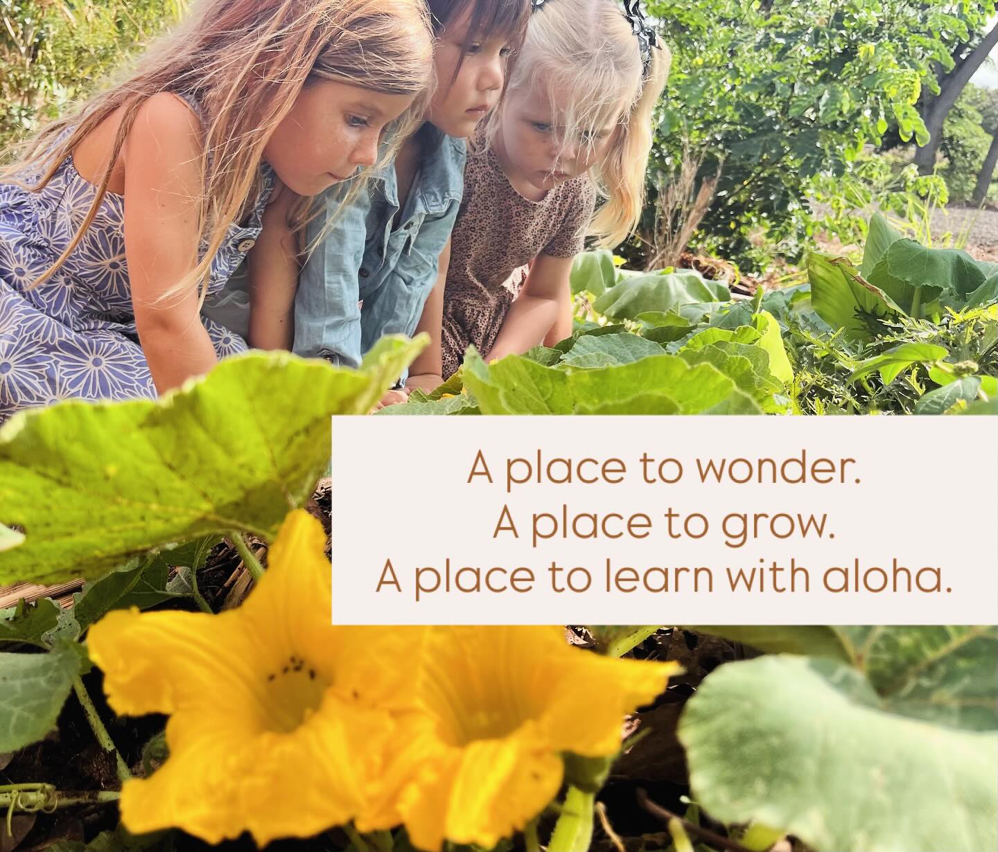 🪴 Aloha from Ka Hana Pono Preschool
A place to wonder.
A place to grow.
A place to learn with aloha. 🌸
What began as a small Pupukea ʻohana program has grown into a joyful garden classroom in Hale‘iwa — nurturing keiki with aloha since 2010.
🌱 Small class sizes
🌈 Daily outdoor exploration
🎨 Play-based curriculum rooted in Hawaiian values
💌Aloha@KaHanaPonoHaleiwa.com
🤙🏾808-282-0682 & 808-638-2631
📍 Waialua Community Association · Hale‘iwa
🌿Openings are limited. A waiting list is available.
#KaHanaPono #NatureBasedPreschool #GrowingTogether #NorthShore #Ohana #Keiki #ChildhoodMagic #NaturePlay #Haleiwa #Waialua #AlohaBasedLearning #HawaiiChildcare StateLicensedPreschool #PATCHHawaii #PatchProviderOfYearNominee
#LicensedChildcare
#HawaiiKids
#EarlyLearningHawaii
#HawaiiParents