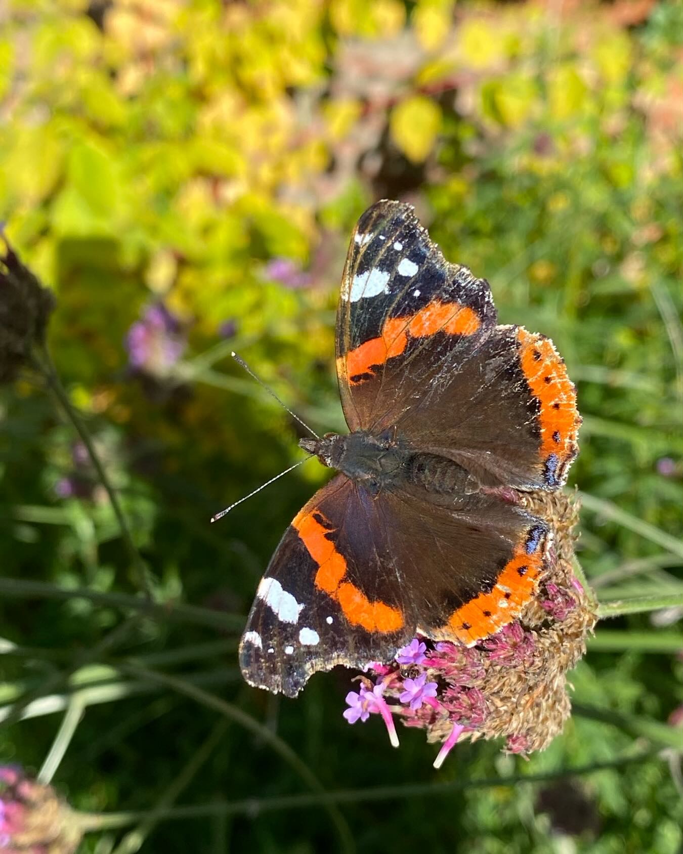Vanessa atalanta, the Red Admiral butterfly enjoying an earlier moment of sun today, feeding on the nectar rich fading blooms of Verbena bonarensis - hard to believe itâs now 6 degrees centigrade and raining! #gardencare #insectsofinstagram #merlinlawncare #lawncare #hampshire
