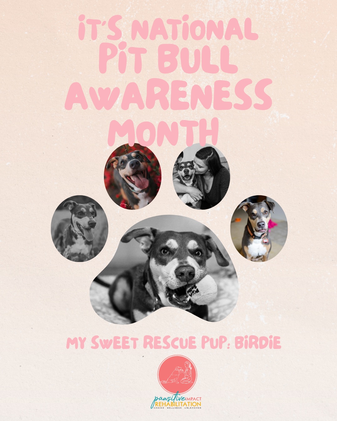 🐾💙 October is National Pit Bull Awareness Month 💙🐾
At Pawsitive Impact Rehabilitation, we’re honoring this special month by celebrating one very special pittie — Birdie, my beloved rescue pup and the inspiration behind this entire journey.
Birdie tore her CCL (cranial cruciate ligament) — the canine equivalent of a human ACL — and needed a TPLO surgery (tibial plateau leveling osteotomy) to stabilize her knee and help her run and play again. It was through her recovery that I first discovered the world of canine rehabilitation — the exercises, therapies, and heart it takes to help dogs regain their strength, confidence, and joy.
Birdie’s determination and gentle spirit showed me the true meaning of resilience and compassion. Though she has since crossed the rainbow bridge, her legacy lives on in every dog we help heal at Pawsitive Impact Rehabilitation.
Here’s to all the incredible pitties who fill our lives with love, loyalty, and laughter — and to Birdie, whose paw prints will forever guide my work. 💜🐶🌈