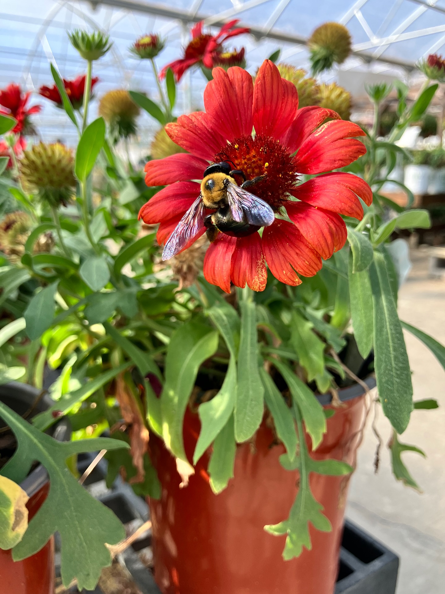 It’s #pollinatorgardens day which is one of my favorites during @npsot #texasnativeplantweek ! My farming background taught me that something must have at least 3 purposes to keep its place on the farm, and native perennial plants fit that bill perfectly. Classics like yarrow, blanket flower, and lantana provide food for pollinators, prevent soil erosion, and bring beauty to your garden spaces year round. Make your own Field of Dreams 😉 If you plant it, they will come! #nativetexasplants #yarrow #milkweed #lantana #gaillardia #joepyeweed #homegrownplants #farmersvilletexas