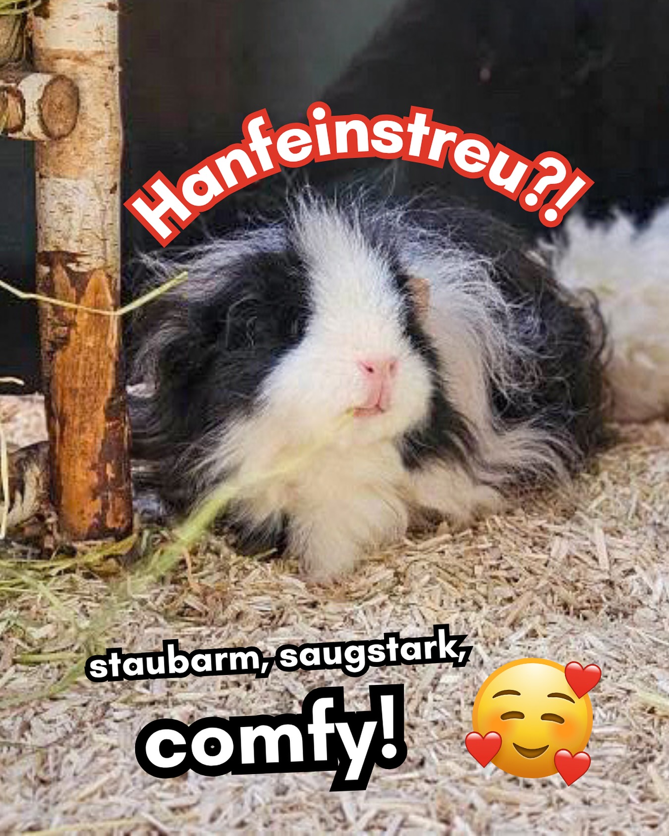 Manchmal sieht man’s den kleinen Fellnasen einfach an: Da fühlt sich jemand pudelwohl. 🐹✨ Genau so wie dieses süße Meerschweinchen aus der liebevollen Haltung von Alex @caviabywerner – sie setzt seit einer Weile auf unser Hanfeinstreu und ist absolut überzeugt. 💚
Und ja – wir reden oft über Heu 😅. Aber die Einstreu entscheidet, wie wohl sich eure Tiere in ihrem Zuhause fühlen. Gerade jetzt, wo’s draußen kälter und feuchter wird, macht die richtige Einstreu einen riesigen Unterschied. 🌧️
Wusstest du eigentlich …?
🌱 Hanffasern nehmen Feuchtigkeit blitzschnell auf – für ein trockenes Gehege.
😮💨 Sie binden Ammoniakgerüche zuverlässig – weniger Geruch, weniger Fliegen, mehr Wohlbefinden.
💨 Nahezu staubfrei: Schonend für die Atemwege – bei Tier und Mensch.
🛌 Kuschelig & pfotenfreundlich: Zum Buddeln, Nestbauen und Chillen.
🧶 Kein Verfilzen & kein Verzotteln im Fell – besonders angenehm für Langhaar-Tiere.
🌿 Natürlich & sicher: Ohne Parfüm, ohne Zusätze, ohne Schmarrn.
♻️ Nachhaltig & FSC®-zertifiziert: Aus bayerischem Hanf, 100 % kompostierbar.
Alles, was wir produzieren oder anbieten, muss ehrlich, nachhaltig und richtig gut für die Tiere sein. Deswegen sind wir so begeistert von unserer bayerischen Hanfeinstreu – und viele von euch inzwischen auch! 😊
Jetzt seid ihr dran: Habt ihr schon Hanfeinstreu probiert? Oder seid ihr Team Pellets / Team Holzpäne? Schreibt’s gern in die Kommentare! 👇😊
A herzlichs Servus
Euer Johannes 🌱✌️
______________________________________
#samerbergerheustadl #samerbergerwiesenheu #chiemgau #artgerechtekaninchenhaltung #artgerechtemeerschweinchenhaltung #wiesenheu #artgerechtefütterung #kaninchenleben #kaninchenliebe #happybunny #kaninchenglück #kleintiere #tierliebe #kaninchengesundheit #meerschweinchengesundheit #kaninchenpflege #meerschweinchenpflege #kaninchenliebe #meerschweinchenliebe #kleintiergesundheit #kaninchenfutter #meerschweinchenfutter #einstreu #hanfeinstreu #kaninchengehege #meerschweinchengehege #hanfeinstreu
