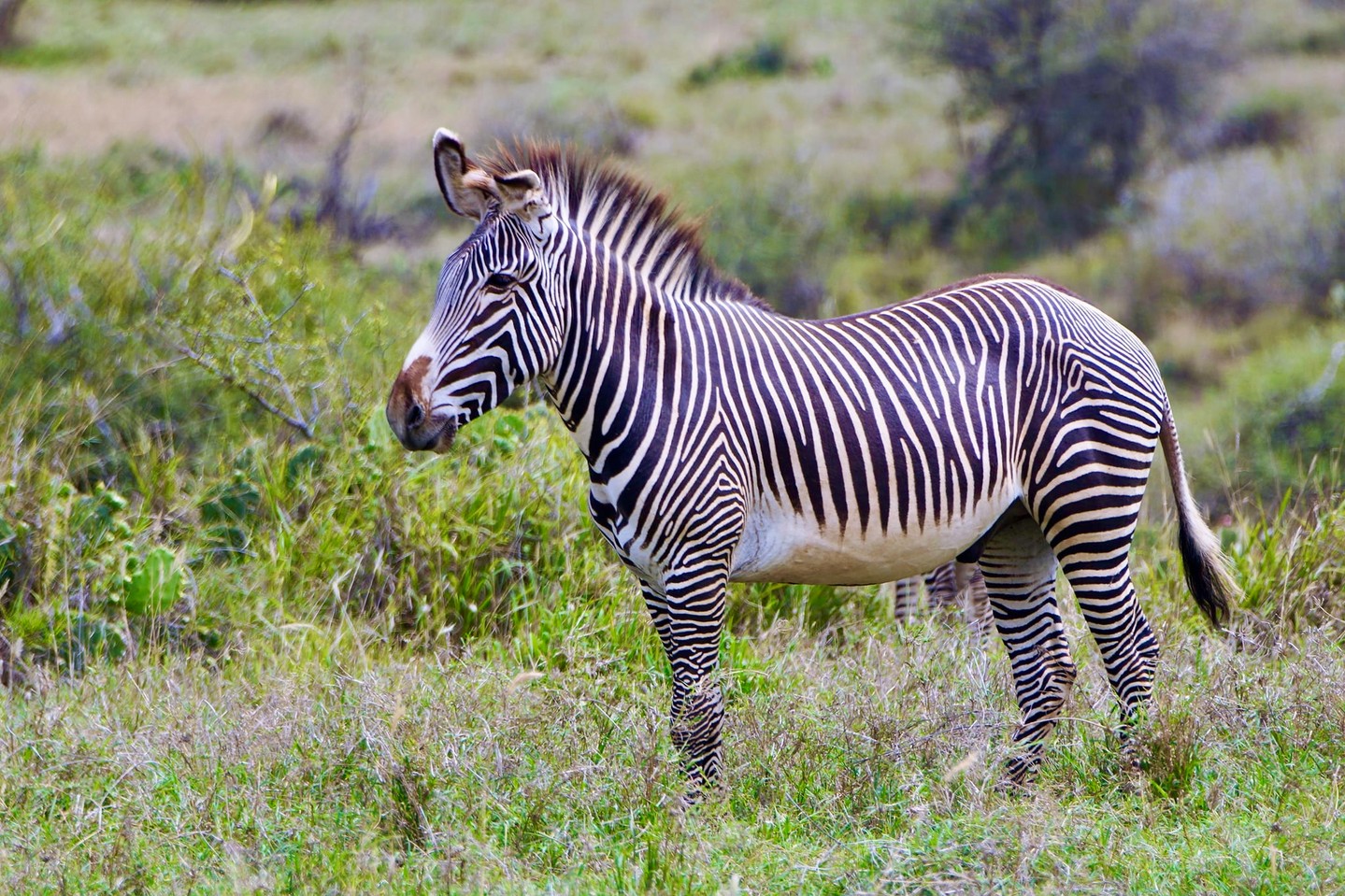 The Grevy’s zebra (Equus grevyi) is the largest and most endangered of the three zebra species, with fewer than 3,000 remaining in the wild — most of them found here in northern Kenya.
They’re easy to tell apart from plains zebras by their narrow stripes, white belly, and large, rounded ears. Grevy’s zebras rely on healthy rangelands and access to water, making landscape connectivity vital to their survival.
Photo © Sarah Weston
#LandConnectedLifeProtected #Loisaba #GrevysZebra #EndangeredSpecies #WildlifeConservation #Kenya #CommunityConservation #ConnectedLandscapes #NatureForAll