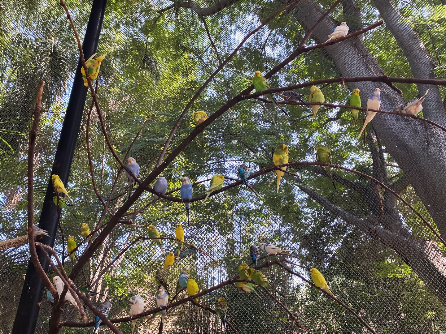 Árbol de aves. #Australia #periquito #sonido