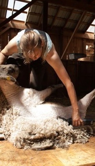 Great Wool Starts with Great Care💛
Shop raw fleeces on our website and start your next project from the source🐑✨
www.wildrosefarmwhidbey.com
What have you made using Wild Rose Wool? 🧶Share your photos so we can feature your work, and the story of our wool in your hands, on our story!
#wool #fromthesource #sheepfarm #fiber #fiberfarm #sheepwool #yarn #knitting #handspinning #shearing #skirting #weaving #fiberart #fiberartist #craft #diy #crafting #crafts #craftideas #craftsupplies #rawwool #fleece #locks #dollmaking #holidaycraft #giftideas #santabeard #dollhair