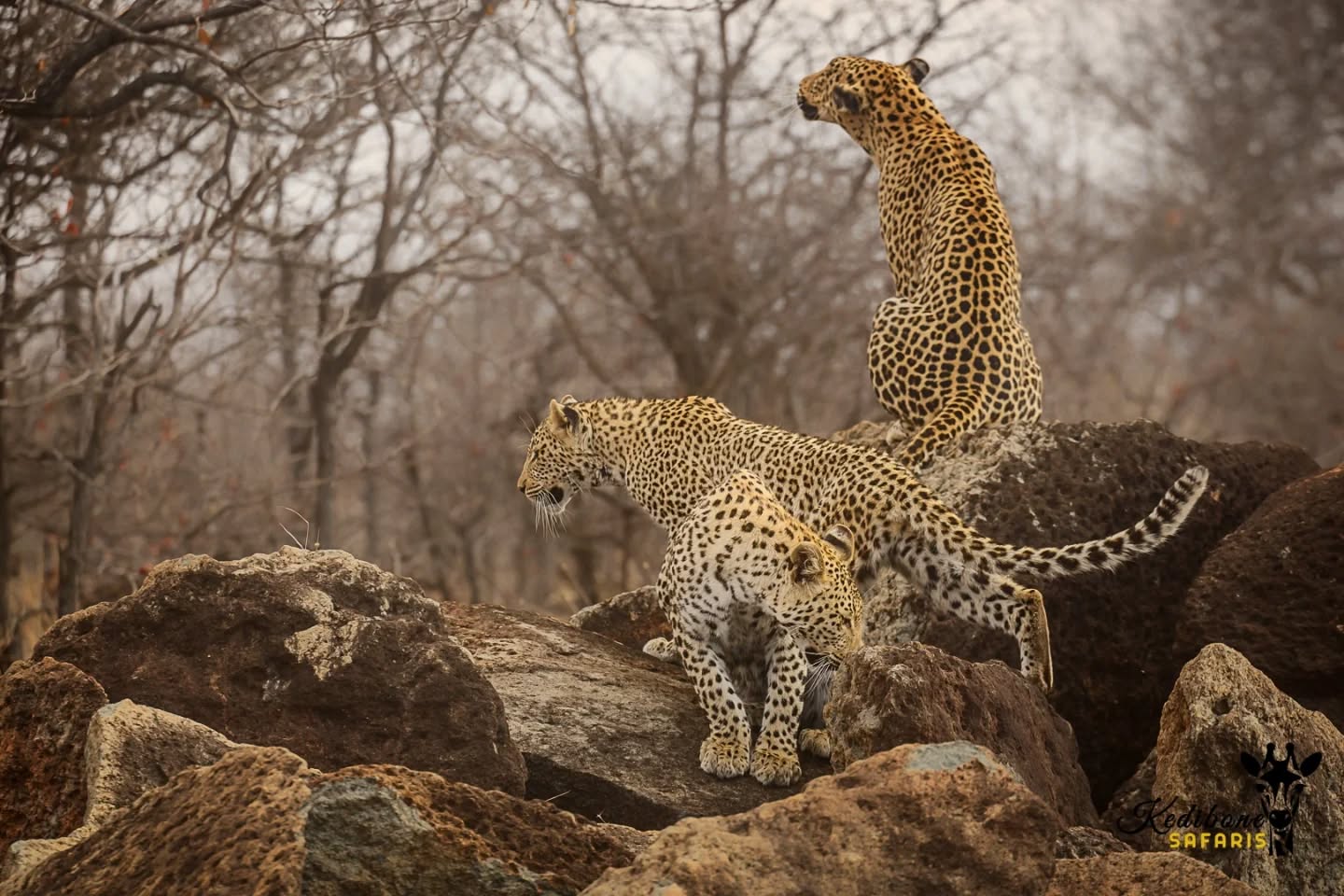 Those precious moments on a Kruger safari that leaves you and your guests speechless...ππΎπ»
@florianasola
Follow:π
@kedibone_safaris
#leopard #bigcats #big5 #krugersafari #lazycat #naturewildlifephotography #specialmoments #uniquesightings #kedibonesafarifamily #krugernationalpark
#bestsafaribyfar #gamedrives #wildlife #wildlifephotography #wildlifelovers #nature #natgeowild #besttimeever #wildographydudette #safariphoto #phalaborwaco #Africa #southafrica #girlpower #wedotourism #ilovesouthafrica
#followersinstagram
@krugernationalpark @phalaborwa.co.za @renataewaldwildlifephotography @meetsouthafrica @follow