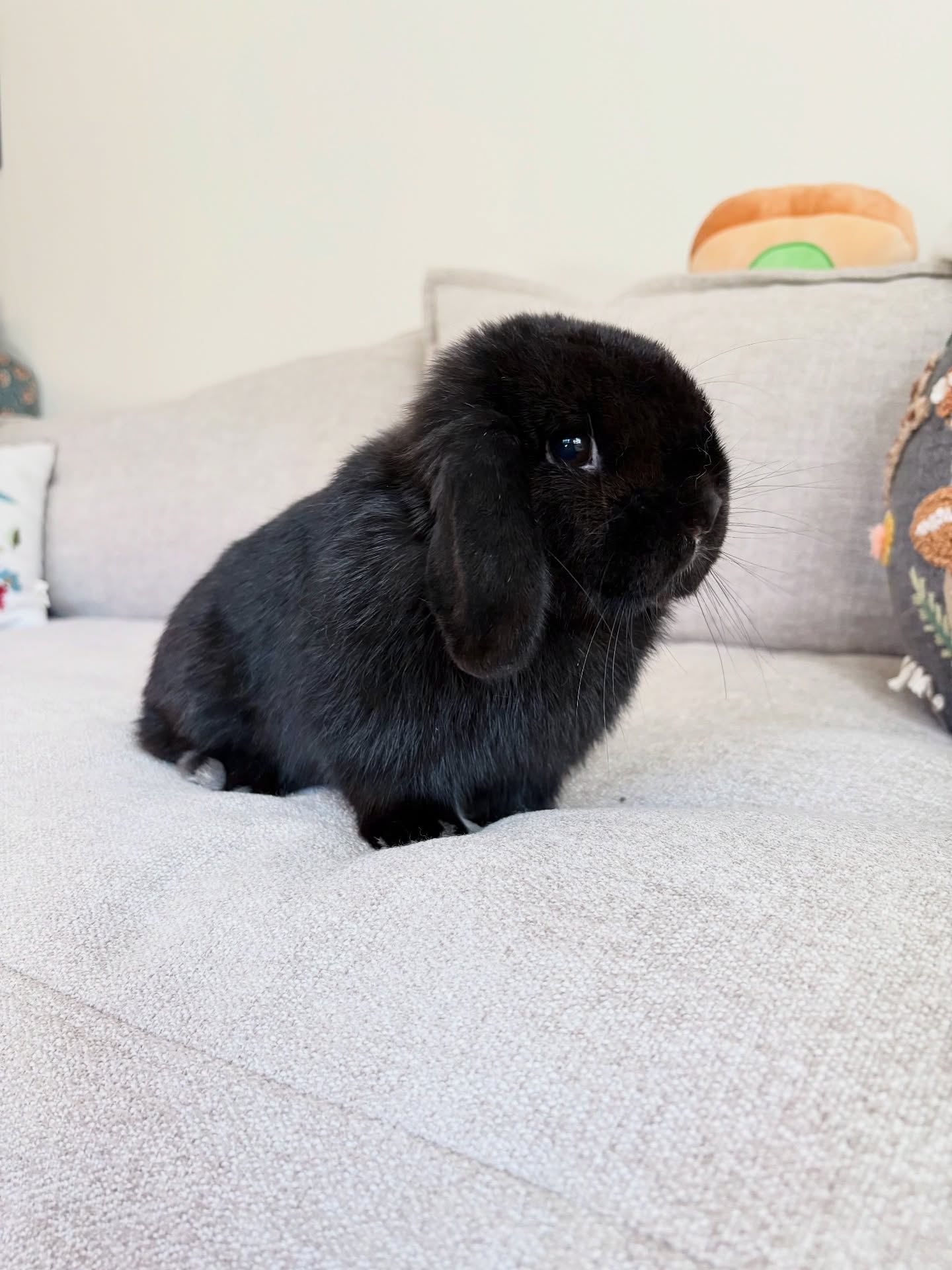 Meet Raven- our new holland lop doe! Hoping to have babies from her and Hudson in the next month 👏🏼🖤🐰