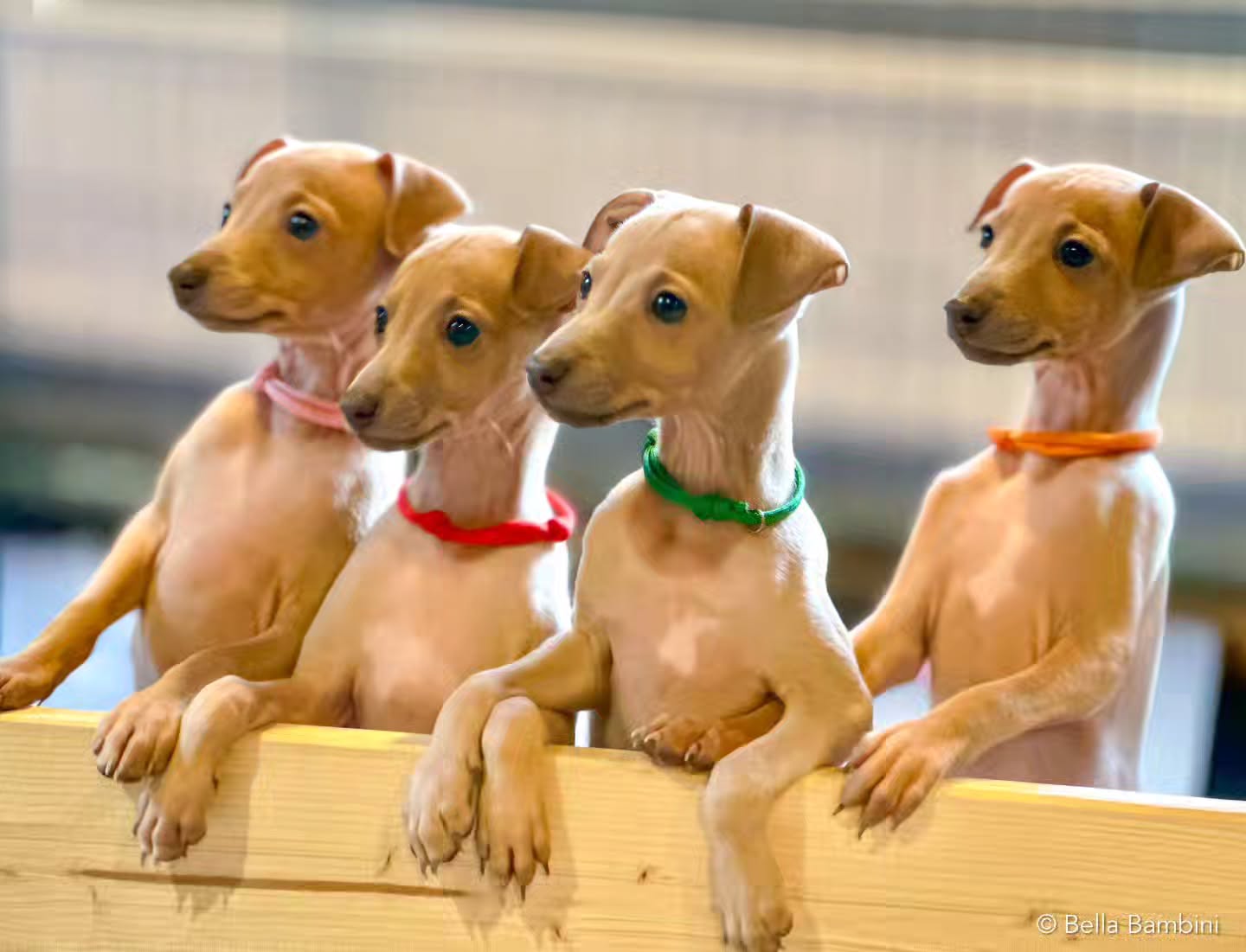 Wir sind nun 7 Wochen und halten alle ziemlich auf Trapp😁
B Wurf Bella Bambini
https://italiangreyhound.breedarchive.com/animal/view/bijou-bella-bambini-8b15c1af-a2d9-4cf1-a0f7-837814fc3736
#italiangreyhound
