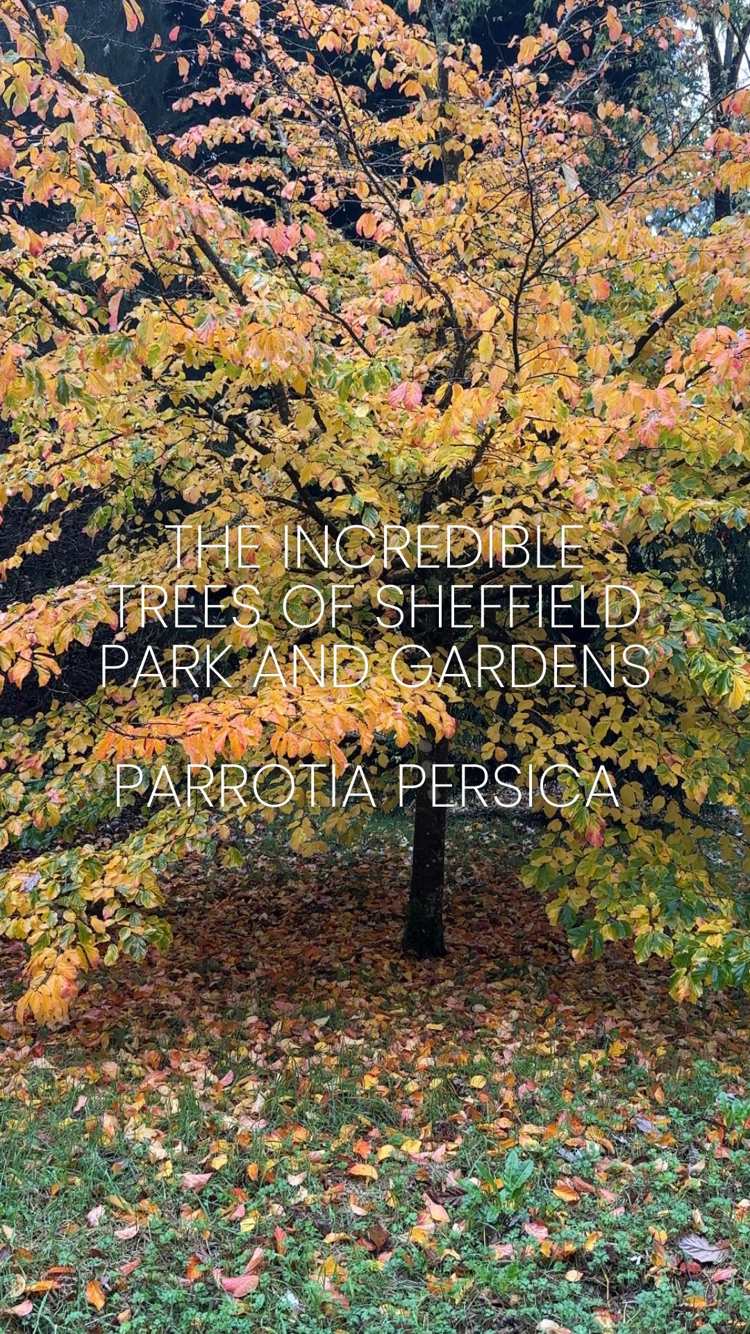 Parrotia Persica AKA Persian ironwood
When you’re so passionate about trees that not even a downpour can stop you!
You might notice we’re rocking different outfits halfway through this reel—turns out Mother Nature wanted a cameo!
This tree is a true showstopper with its kaleidoscope of autumn colours and striking winter bark. Perfect for adding year-round interest to your garden! Very slow growing so can be used in smaller gardens.
Any questions or comments on this tree then pop them in the comments below 👇
⸻
ABOUT: Joe Perkins Design is a multi-award-winning landscape design consultancy, creating innovative outdoor spaces that celebrate the environment, wildlife, and biodiversity. Working across the UK and internationally, we partner with clients who share our passion for sustainable and visionary design. Discover more about our work at: www.joeperkinsdesign.com