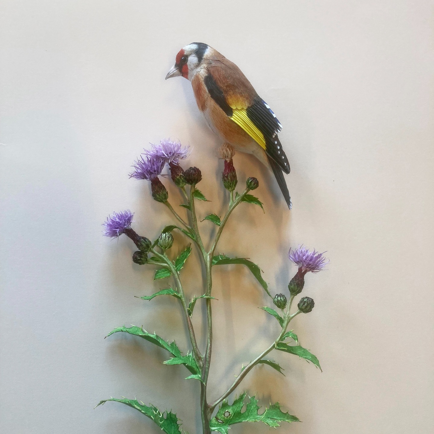 Recently, I received this beautiful thistle plant, entirely made of paper and painted with watercolor by artist Stine Berg Evensen. She specializes in creating paper plants and flowers. Have a look at tabletakes to see more of her wonderful work.
I made a little paper goldfinch, with the idea of combining our creations into one collaborative artwork. I will try out various compositions before deciding on the goldfinch’s final position on the thistle. The legs I still have to make. We will also think about the best way to present it, possibly with a wall-mounted perspex case.
I am very excited about this collaboration. The flowers add so much to the birds, bringing the whole piece to life. 🌿✨🕊️
#paperart #papercraft #paperbird #goldfinch #thistle #botanicalart #handmadeart #watercolorart #birdart #artcollaboration #stineevertsen #johanscherft #tabletakes #natureart #craftsmanship #mixedmediaart #decorativearts
