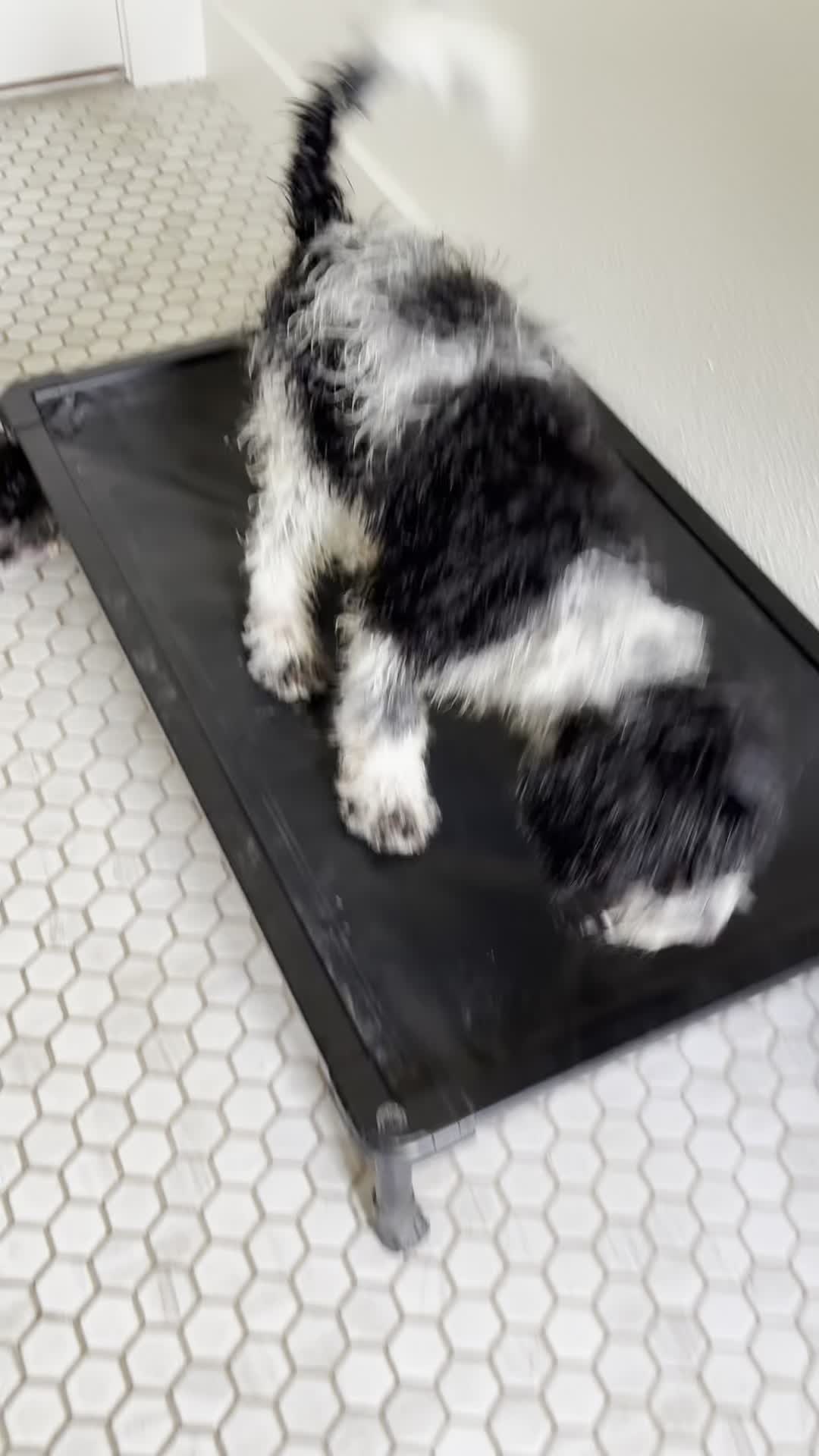 These three pups enjoyed much needed bath after so. much. TX rain.
And then it rained again about an hour after this…sigh.
Oh well, it lasted for a minute.
2 of these babies are adopted and 1 is getting a visit from a family today to potentially add her to their family. Stay tuned!!
#bernedoodle #minibernedoodle #unfurnishedbernedoodle