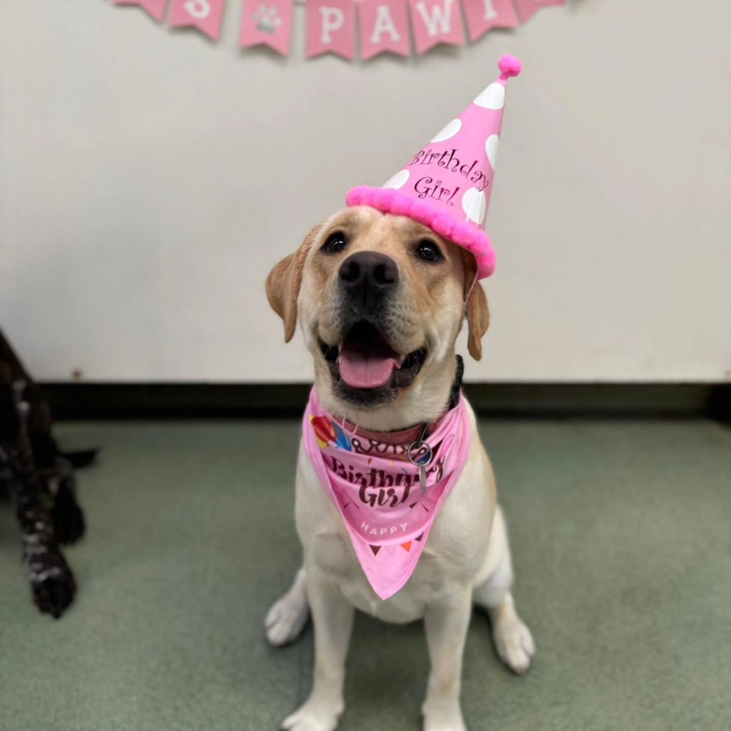 Happy Birthday Nala with friends at Doggy Daycare 🎂🐕