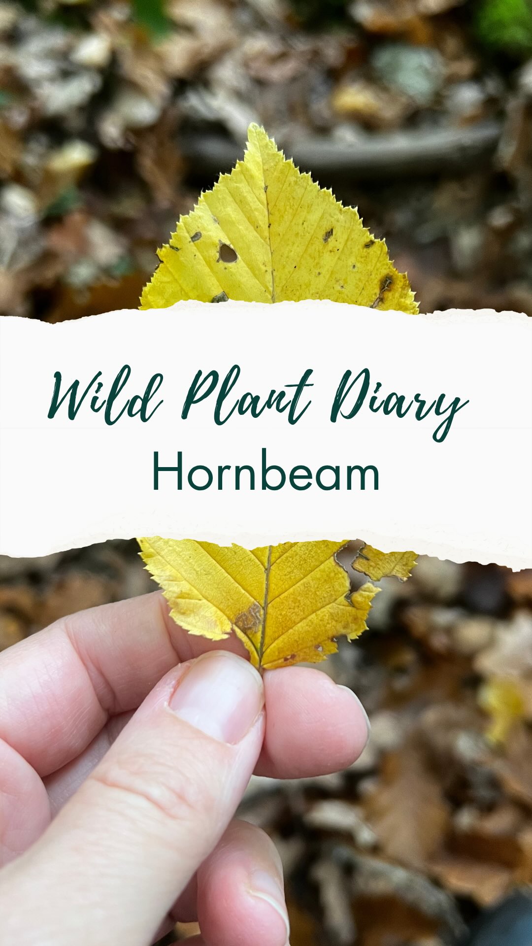 Hornbeam 💚
Not the most well-known of our native trees, but it deserves a little love.
Its name comes from Old English hornbēam —
‘horn’ meaning hard like horn, and ‘beam’ meaning tree.
So quite literally, a hard tree! 💪
Sometimes called “ironwood,” its timber was used for anything that needed to last —
mill cogs, butchers’ blocks, coach wheels, tool handles.
To me, hornbeam represents endurance and quiet strength.
Its rippled bark looks almost silky, like waves —
a reminder that we, too, can bend and flow without breaking.
And while many trees let go of their leaves in autumn,
hornbeam sometimes holds on through winter —
especially on young trees and lower branches.
A small act of resilience called marcescence 🍂
Have you noticed hornbeam around you?
How do you feel in its presence? 🌿
✨ If you enjoy reflections like this, you’ll love my monthly newsletter Wild Soul Whispers — where I share plant folklore and thoughts on the turning seasons. Comment SOUL and I’ll send you the link 💚