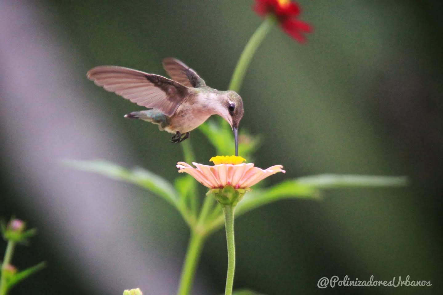 Les presento al colibrí garganta rubí 𝑨𝒓𝒄𝒉𝒊𝒍𝒐𝒄𝒉𝒖𝒔 𝒄𝒐𝒍𝒖𝒃𝒓𝒊𝒔, se le conoce así por la característica coloración tornasol de la garganta que presentan los machos, en este caso la de la foto se trata de una hembra.
Estas aves son pequeñas pero resilientes, anidan en Estados Unidos y Canadá para luego emprender el vuelo en temporada de invierno al sur, cruzando hasta 800km del Golfo de México sin descanso.
Estas fotos fueron tomadas en la zona urbana de Tapachula en el jardín polinizador de Centros de Integración Juvenil, el cual se sembró hacé apenas un mes y medio.
Los #JardinesPolinizadores son importantes paradas y lugares de alimentación para estos pequeños viajeros, incluso una maceta en casa puede hacer la diferencia.
#polinizadores #avesmigratorias #colibries #avesurbanas #TapachulaChiapas