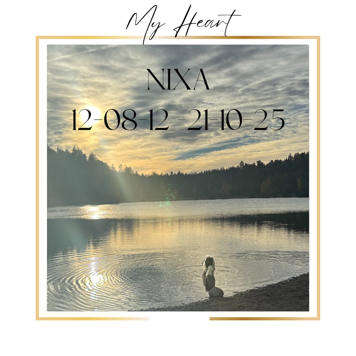 In the early hours of this morning our beautiful best Nixa crossed into the world of spirit. Most of my local and regular customers know Nixa. She was everything to me. She was at my side for over 13 years. She was the nicest, kindest, most gentle soul with a lovely smile and a huge heart. She had a beautiful life, loved, cherished and adored daily. Yesterday began normally with her breakfast, a beautiful walk, her after walk treaty. Then around 2pm I had to go to the shops and on the way home she threw up. I had no idea then that this was the beginning. I thought it was just car sickness. But by the evening she became more tired until she could no longer walk and then stand. We took her to Uppsala where they told us within minutes she had a ruptured tumor and internal bleeding. Everything happened so fast. My heart is broken. But I also know for her size and breed she did so well to give us 13 years, 13 years of such love, companionship. The missing is going to hurt. There is a void in the home right now. Today I will be closed, maybe tomorrow too. I don’t know when I can face the shop and the empty place where she used to lie. 🙏💞🙏