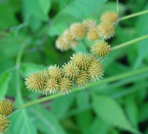 🌿 Crested Sedge (Carex cristatella) 🌿
A quiet engineer of the wetland edge — weaving living roots that stabilize soil, filter water, and shelter life.
Native to Ontario’s wet meadows and rain garden channels, this graceful sedge thrives where water gathers and recedes. Its bright green blades ripple in the breeze while its fibrous roots anchor the land against erosion.
As climate shifts between flood and drought, Carex cristatella stands steady — managing water, nurturing biodiversity, and restoring hydrologic balance.
🌾 Ideal for:
💧 Rain gardens & bioswales
🏞️ Pond edges & wet meadows
🌸 Native restoration & design
Planting to Protect 🌱 Restoring to Thrive 🌱 Origin Native Plants 🌱
Last Week to place orders !
#OriginNativePlants #NativePlants #CarexCristatella #OntarioNativePlants #RainGarden #WetlandRestoration #Sedges #PollinatorHabitat #EcologicalRestoration #Biodiversity #WaterWiseLandscaping #GreenInfrastructure #ClimateResilience #NativeGrasses #EcoDesign #HabitatRestoration #NaturalBeauty #SoilStabilization #SustainableGardening #PlantNative #RestoreTheLand #Guelph #OntarioPlants #WetlandPlants #RainGardenPlants #ResilientLandscapes #NativeSpecies #PlantingToProtect #RestoringToThrive #OriginEcology