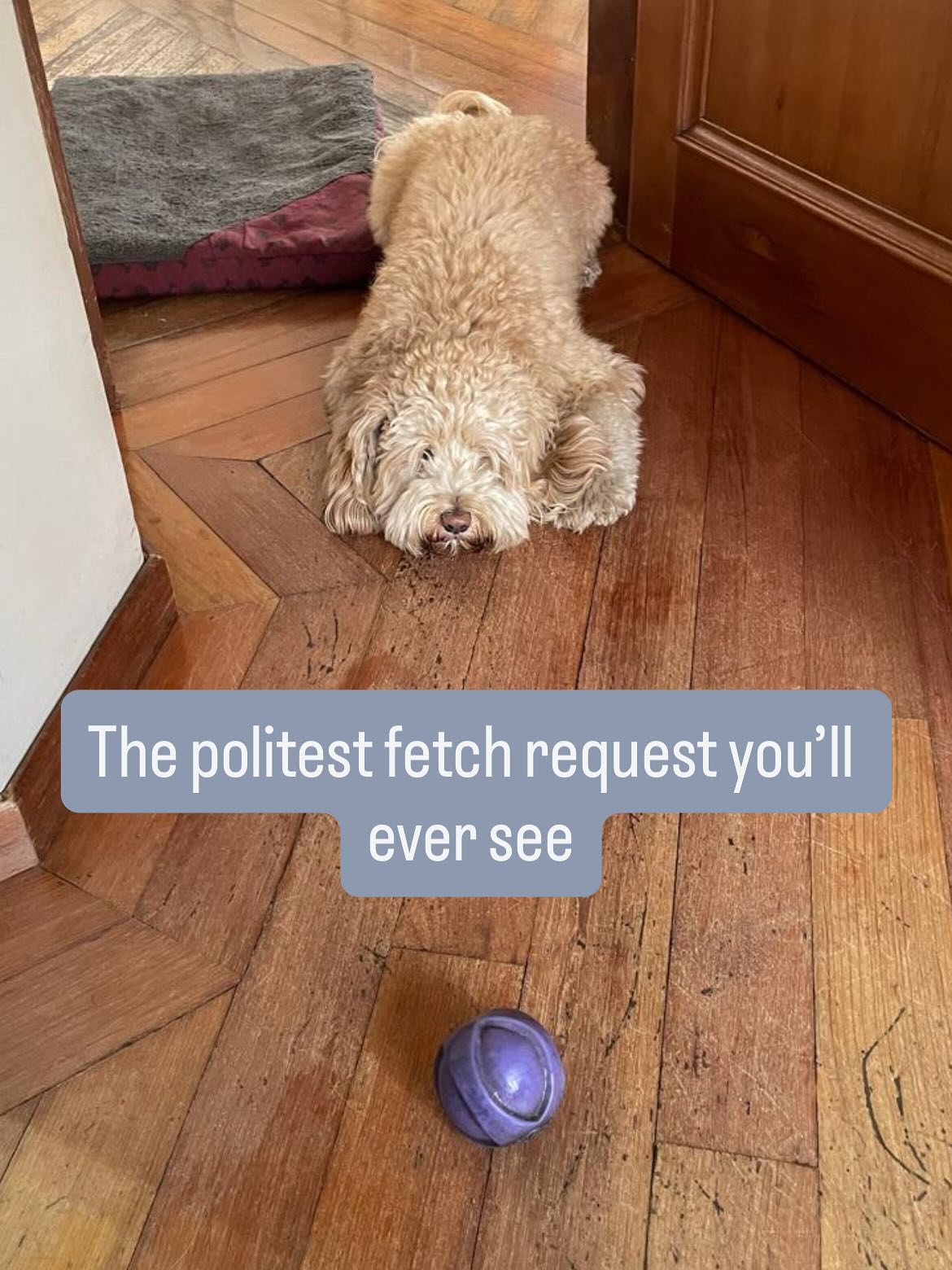 The ultimate game of self-control.
He has perfected the “Bring the ball to the human, then just stare” move. 😂
Anyone else’s dog have this level of strategic patience?
Tap ‘💜’ if your dog gives you this look too! 👇
#doodle #selfcontrol #dog #play #fetch #puppyeyes
