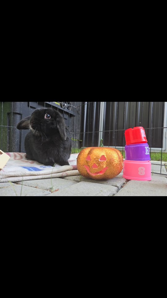 Arlo are you enjoying the spooky 👻 time at the Bunny hotel? We have sent you having tons of fun!! You rather cutest boy!! We love you
#thecoolbunnysitters #rabbitsitting #petsitting #bunnysitting #bunnylovers #bunny #petcareservices #petcare #halloween