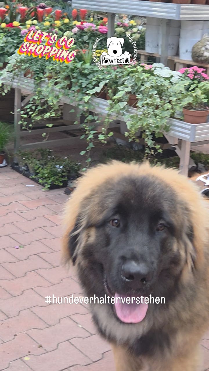 ✨ Enrichment im Baumarkt! 🐾
Bei diesem stürmischen Herbstwetter durften Shoresy & Jocke heute eine ganz besondere Indoor-Erkundungstour im OBI Baumarkt machen! 🌧️🏗️
Von gruseliger Halloween-Deko 🎃 über funkelnde Weihnachtsartikel 🎄 bis hin zur Holzabteilung und dem Gartencenter 🌿 – es gab überall etwas Spannendes zu entdecken, zu schnüffeln und zu bestaunen! 👃🐶
Ein echtes Schnüffel-Abenteuer zwischen Schrauben, Tannenbäumen und Kürbissen – Neugier ausdrücklich erlaubt! 💛
#Enrichment #HundImBaumarkt #ObiAbenteuer #Herbststurm #ShoresyUndJocke #Schnüffeltour #IndoorAbenteuer #Hundeglück #codedoglove #hundeverhaltenverstehen #happydog