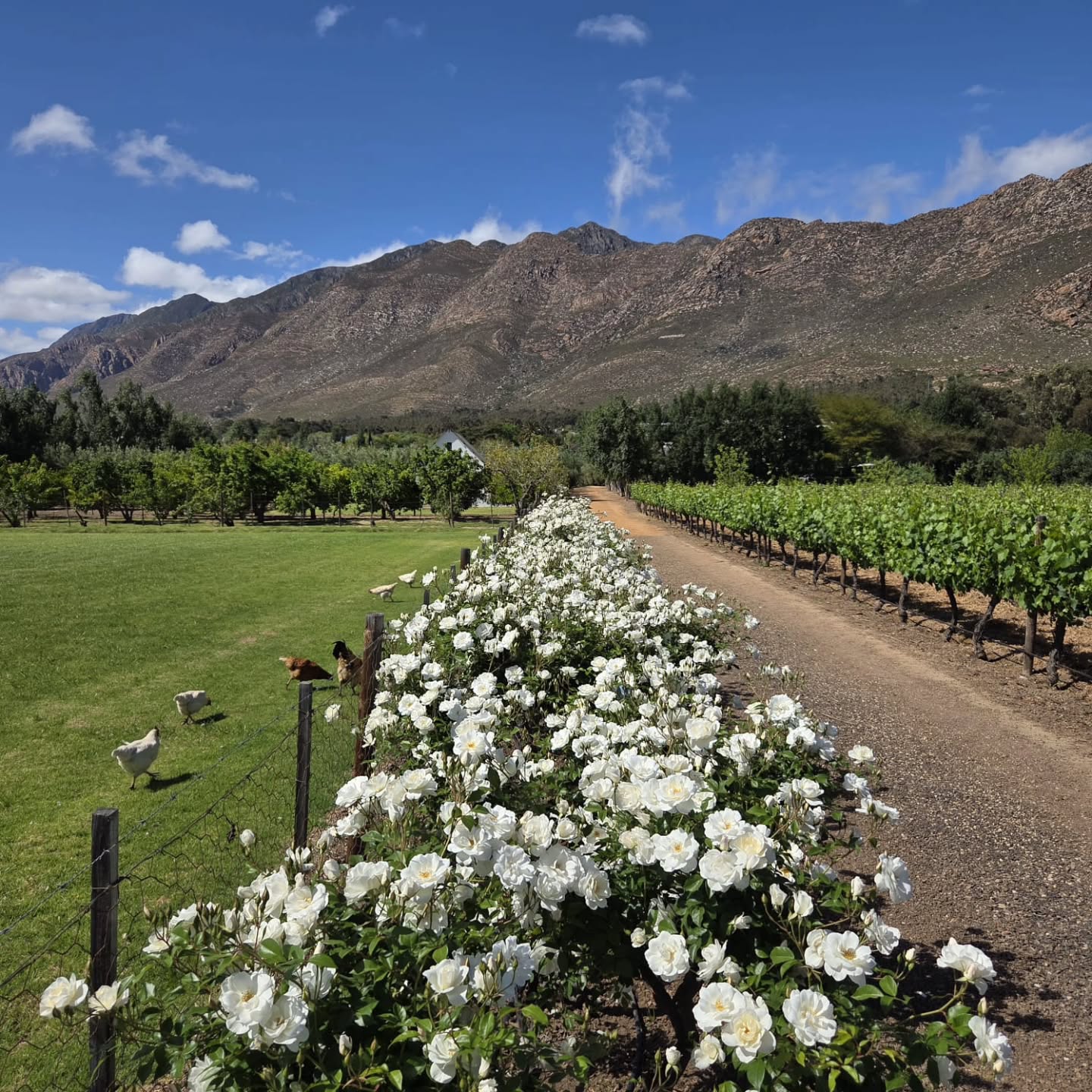 Where the roses bloom and the vines awaken — a peaceful rhythm beneath the Montagu mountains. 🌿✨
#KleinNektar #MontaguMoments #VineyardViews #CountryCalm #KleinNektarEstate #OliveAndVine #CapeWinelands #FarmLife #WineEstate #BloomSeason #SouthAfricanWine