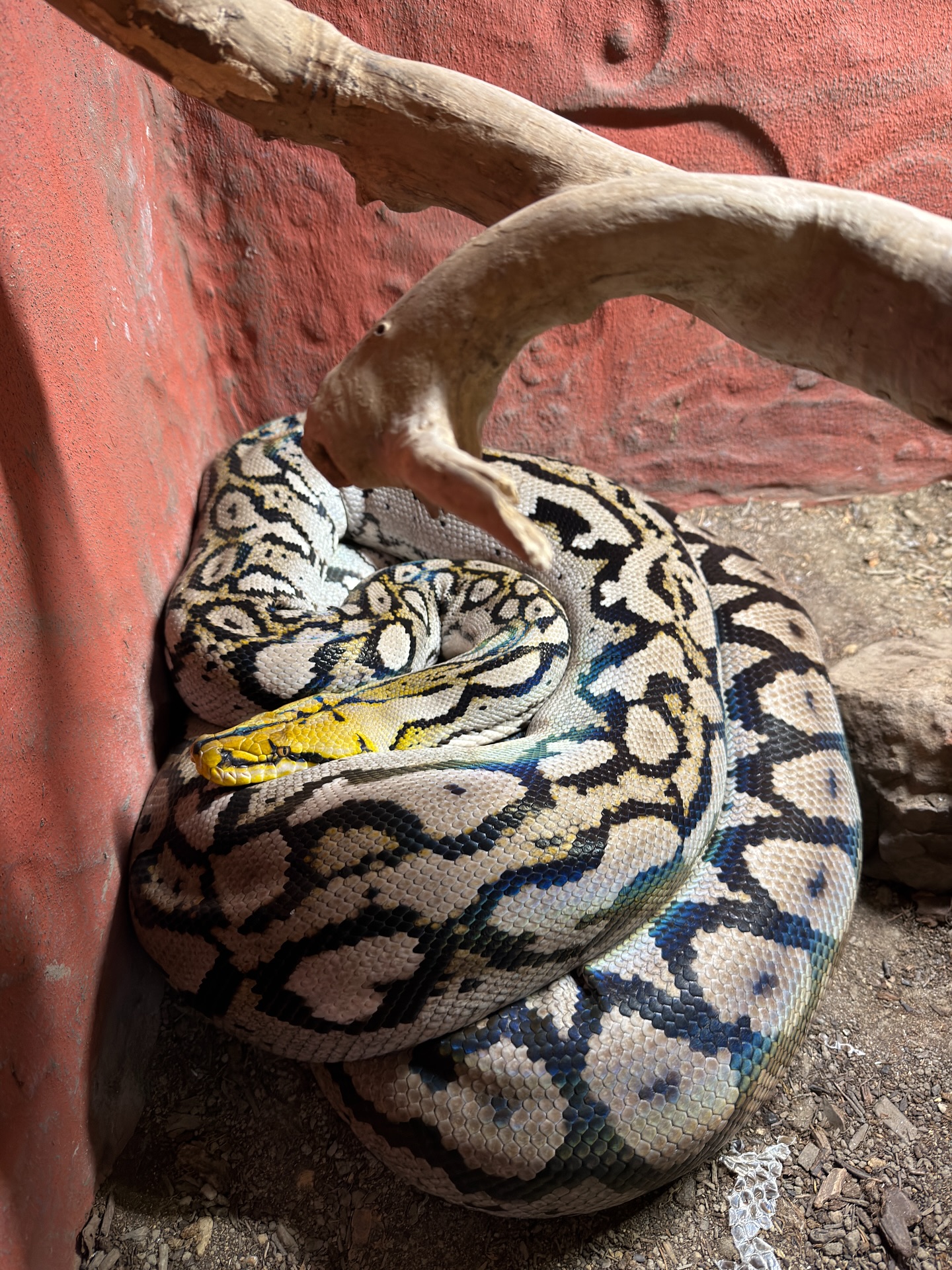 Holy smokes she looks amazing!!! I can’t wait for her to have Aztec babies!!!! #wontbelong