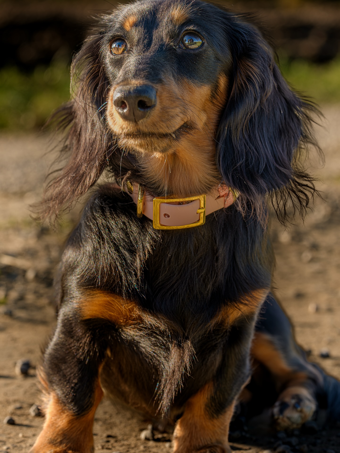 Kleine Beine, großes Auftreten 🍂🐾☀️
Letztes Wochenende war ich mit dieser charmanten Dackeldame @dackelkind.rosie unterwegs.
Der goldene Herbst hat fast so schön gestrahlt wie ihr Fell ✨
📷 Sony α1 II
#dackel #dackelliebe #herbstliebe #GoldenAutumn #DackelkindRosie #Hundeliebe #dogphotography #naturephotography #sonyalpha #sonyalphadeutschland #hundefotografie #dackelgram #dogstagram #petphotography #naturelovers #fallvibes #photographylovers #wanderlust #outdoorphotography #hundespaziergang #autumnvibes #tierfotografie #countrysidevibes
