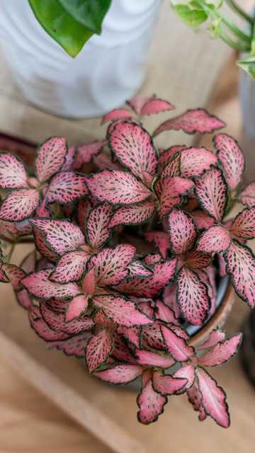 Plant portraits are my Roman Empire 🪴📷
These stunners belong to the @leafjoyplants lineup. Prepare to fall in love with all of them.
#OctoberGraceMedia #BrandPhotography #PlantPhotography #StudioVibes #VirginiaBrandPhotographer #VisualStorytelling #StauntonVA #ProvenWinners #leafJoyHouseplants