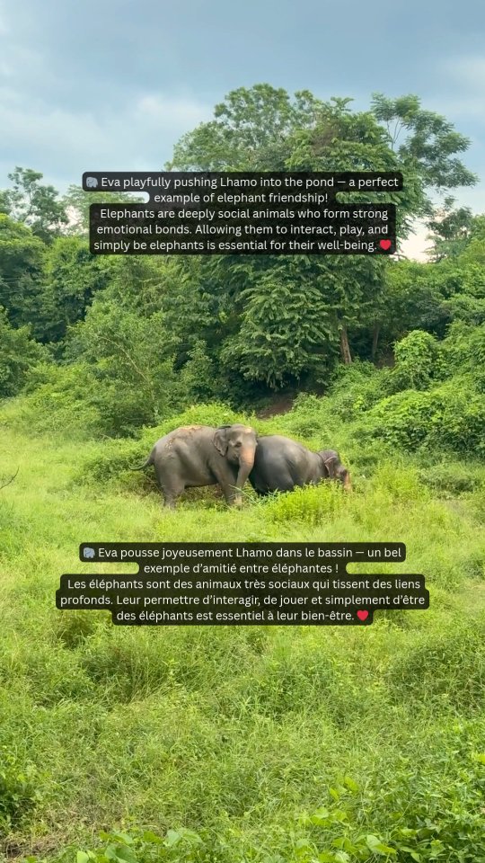 www.su4e.org 🙏🐘🤍
@sanctuaryelephantsnepal
@makigo_fondation
@fondationbrigittebardot
@fondationlepalnature
@laboutiquedelarbalou
@brabantwallon
#ElephantConservation
#SaveTheElephants
#ProtectWildlife
#WildlifeConservation
#EndCaptivity
#ElephantsDeserveBetter
#ElephantWelfare
#StandUp4Elephants
#ElephantSanctuary
#BeTheirVoice
#StopAnimalCruelty
#ForTheElephants
#EthicalElephantCare
#ConservationInAction
#EthicalTourism
#ResponsibleTravel
#TravelWithPurpose
#TravelForGood
#SustainableTourism
#ChooseEthical
#NoRiding
#TravelEthically
#AnimalFriendlyTravel
#EcoTourism
#SupportLocalCommunities
#RespectWildlife