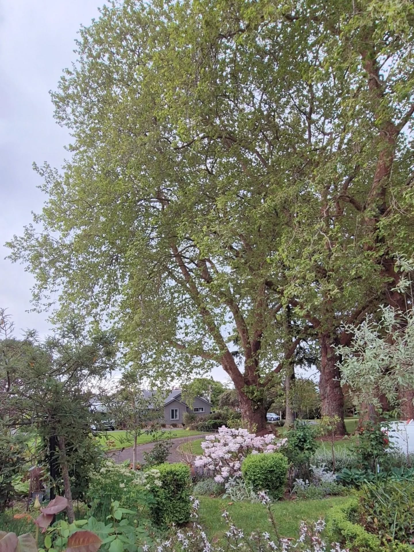 A peek at another of the amazing gardens in this years Festival
We have over 40 amazing gardens large, small, country, residential, formal, cottage, native & more for you to explore during this year's Rotorua Festival of Gardens 2025 there's even something for the kids
Tickets are on-sale now & can be purchased from our website
www.rotoruagardens.org.nz
or at Palmers Rotorua