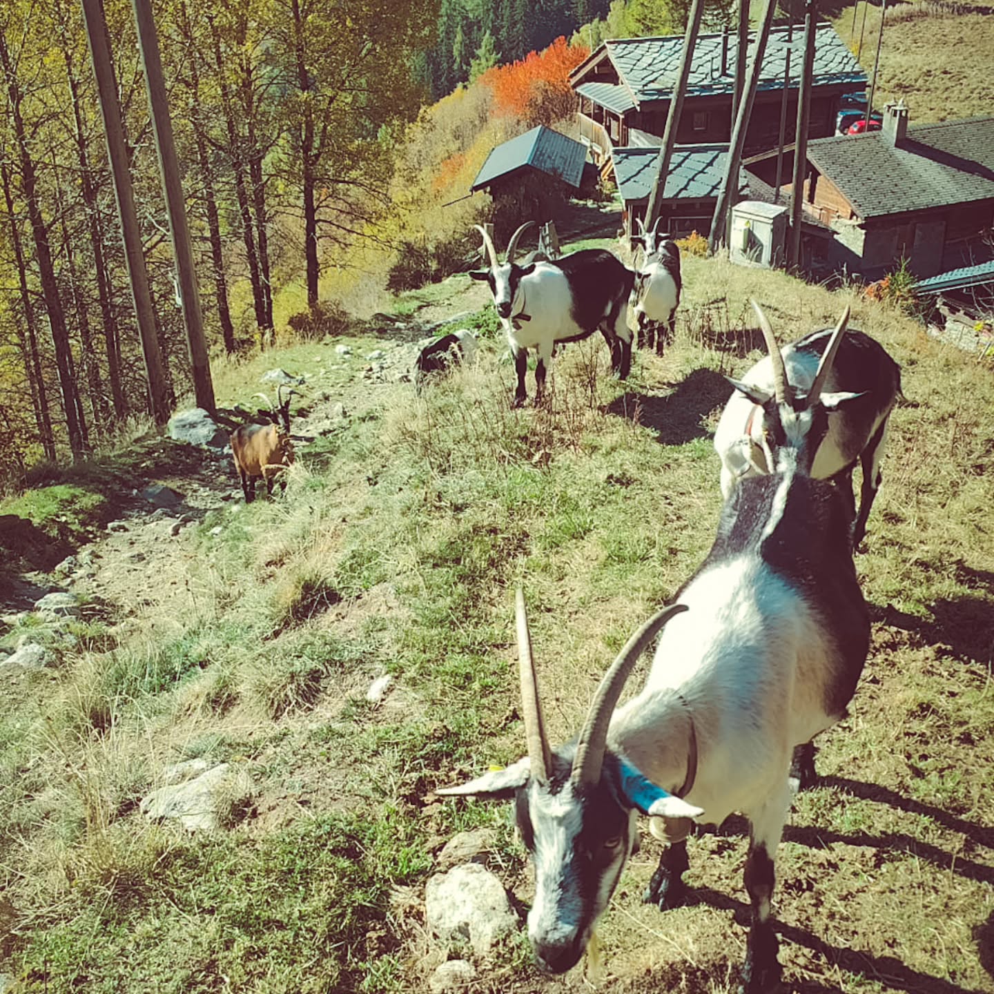 Zurück von der Alp 🏔️🐐🐑
Nach einer turbulenten letzten Woche sind nun alle unsere Ziegen und Schafe wieder zuhause.
Dieses Jahr hatten die Ziegen ihren eigenen Kopf – sie wollten die schöne Zeit auf der Belalp wohl noch etwas verlängern. 😄
Nach einer kurzen Verschnaufpause im Stall geht’s für sie morgen schon wieder raus auf die Weide.
#brandeija #belalp #pfauenziege #nachhause