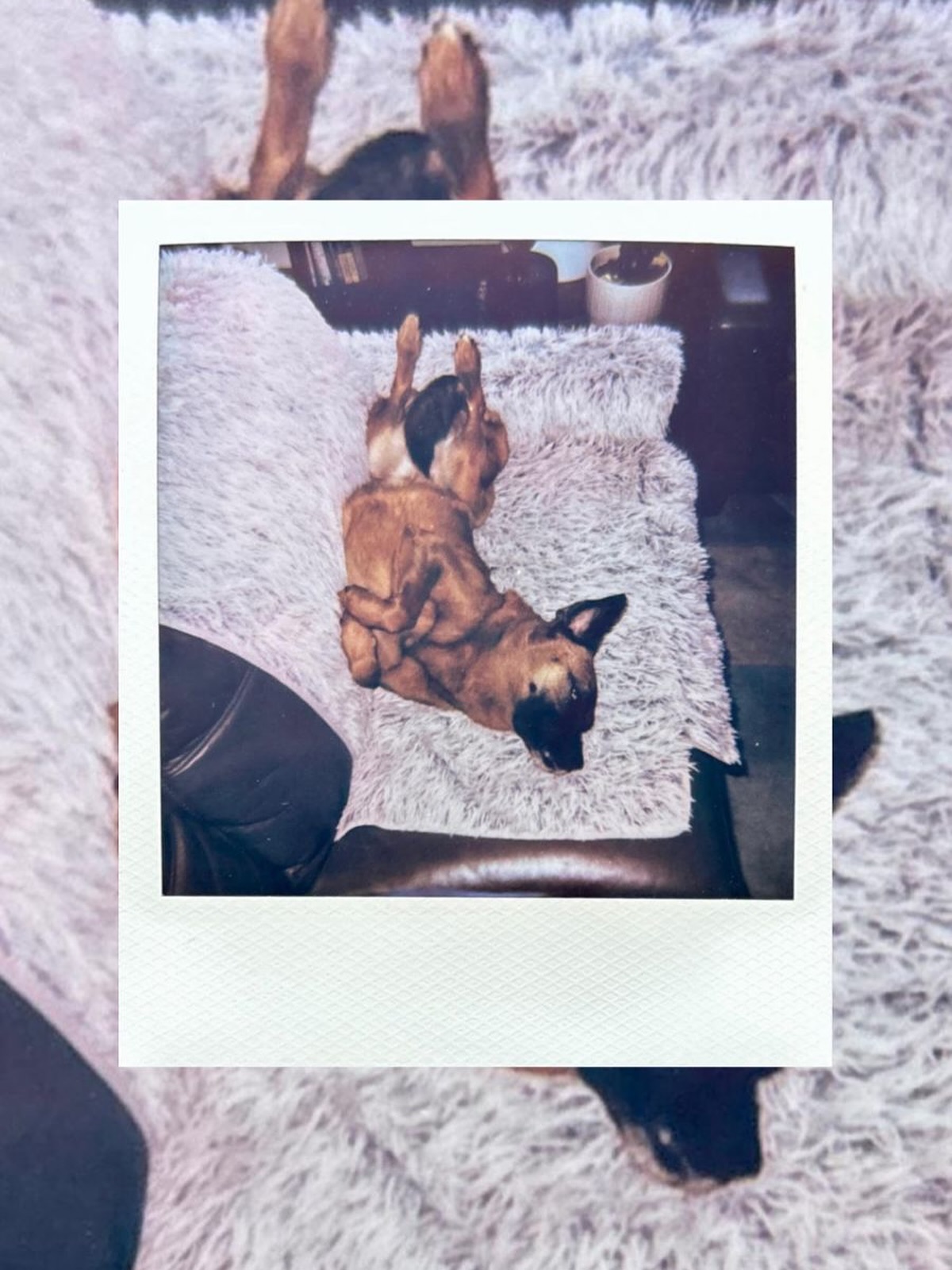 The best memories are made with love, treats, and patience🦴✨ #WagWithWilliam #FearFreeTraining #PositiveReinforcement