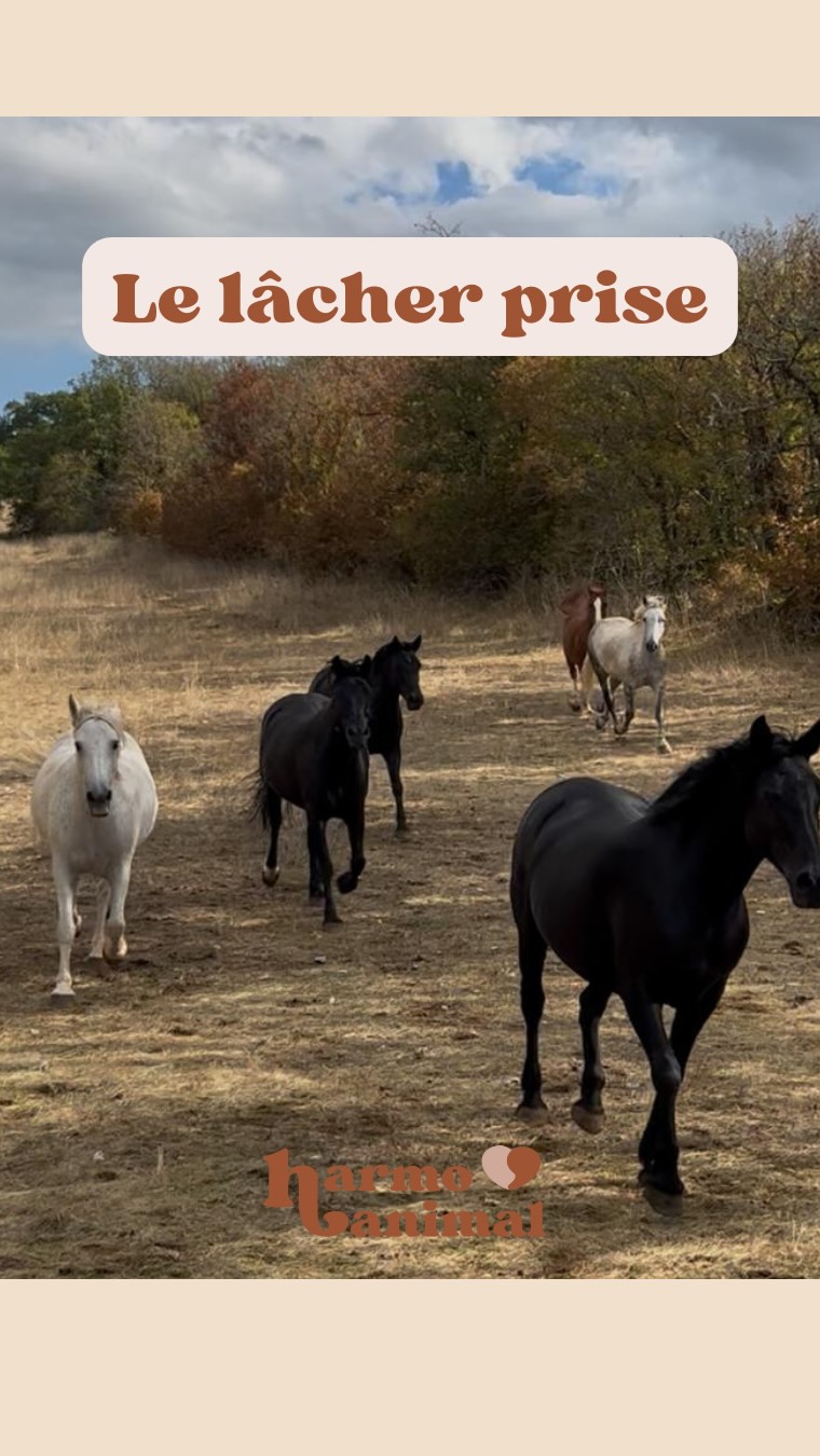 Lâcher prise, c’est se reconnecter à l’instant présent.
C’est accueillir ce qui est, ici et maintenant, sans chercher à contrôler, ni le passé ni l’avenir.
Prendre un moment pour respirer, ressentir, observer… et simplement être.
C’est là que l’équilibre et l’harmonie se révèlent. #kinesiologieanimale #harmoanimal #instantpresent #lacherprise #kinesiologie #cheval #chien #chat #bienêtre #equilibreemotionnel #gironde #bordeaux #nouvelleaquitaine