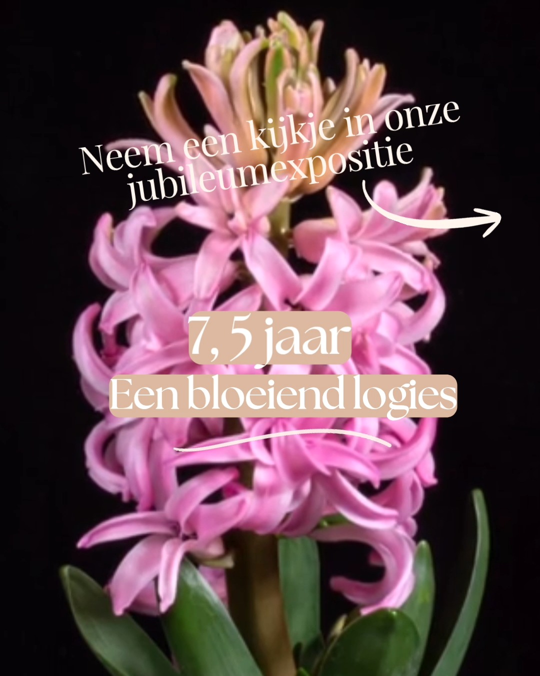 Dit is waarom onze jubileumexpositie zo speciaal is!
Een week geleden deelden we al een glimp van onze expositie ter ere van 7,5 jaar Mille Fleurs Apartments, maar dit verhaal verdient meer dan één moment. Het is een viering van alles waar we voor staan: kunst, lokale liefde en échte gastvrijheid.
Hier hangen niet zomaar kunstwerken, het zijn verhalen die samen met ons deze plek tot leven brengen. En dat maakt ons logies zo warm en persoonlijk. En ja, we vieren ook ons jubileum, maar eigenlijk is het vooral een feestje om te delen met jullie, onze gasten en vrienden.
Bekijk de foto's in deze post en proef de sfeer, bewonder de kunst en voel dat ‘thuisgevoel’ waar we zo van houden. Want dat is wat Mille Fleurs echt speciaal maakt.
En loop zondag 16 november vooral even binnen om ons logies en de kunst van Miriam te bewonderen. Wil je meer weten over de expositie? Laat het weten, we zijn te bereiken via een direct bericht en bellen mag natuurlijk ook altijd!
#MilleFleursApartments #Voerstreek #KunstExpoLimburg #MiriamMeertens #NatuurLuxeCultuur #visitlimburg #wandelparadijs
#Gastvrijheid